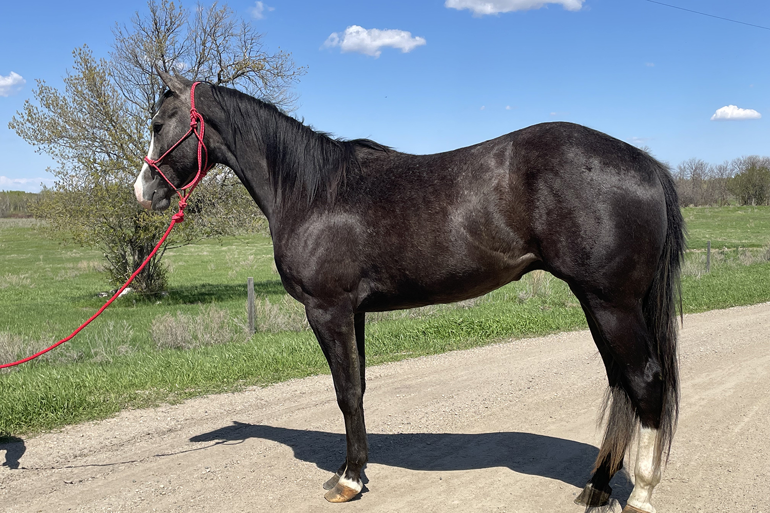 DHS Radical Spark Dollar Horse Services