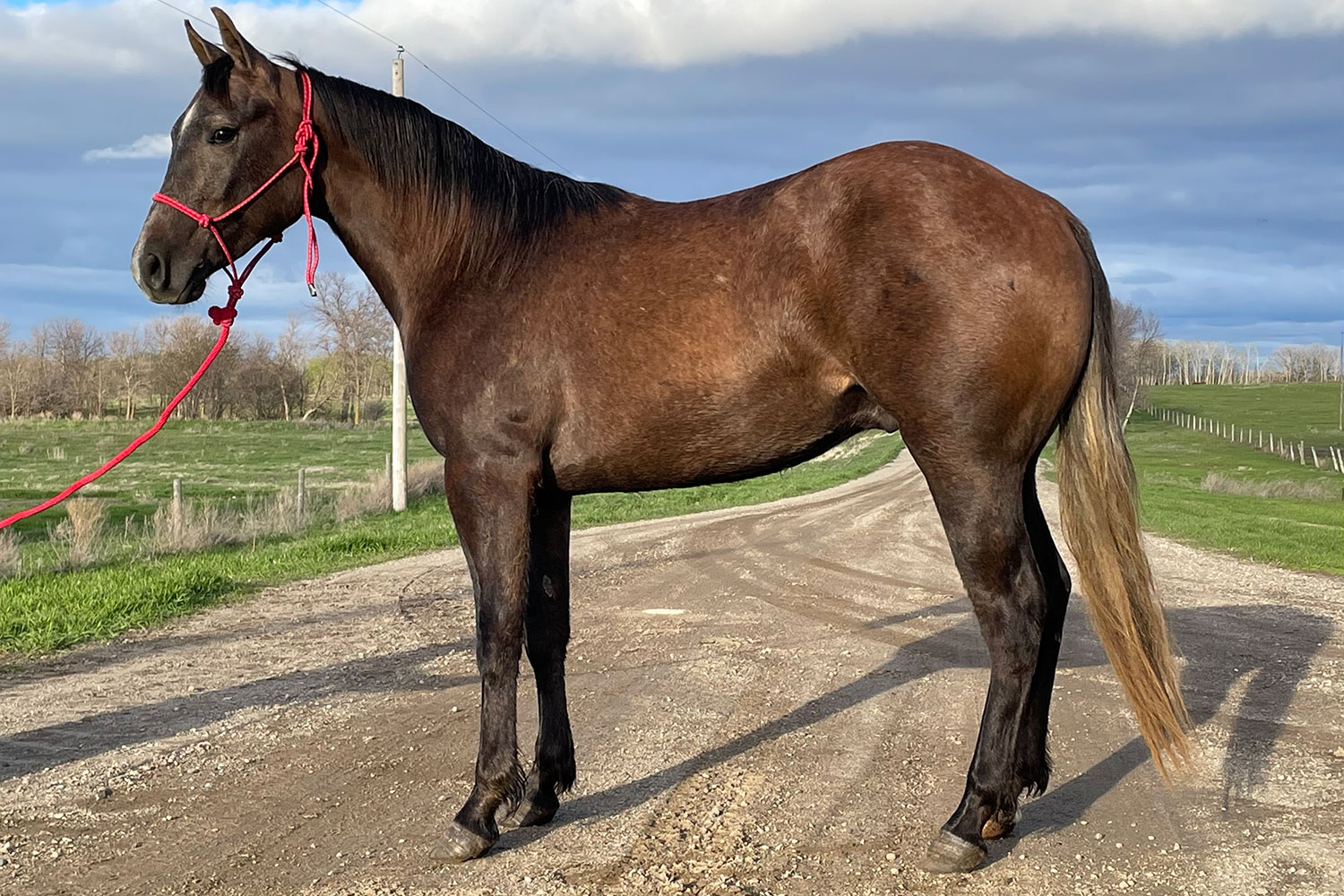 DHS Smart Lil Doc Dollar Horse Services