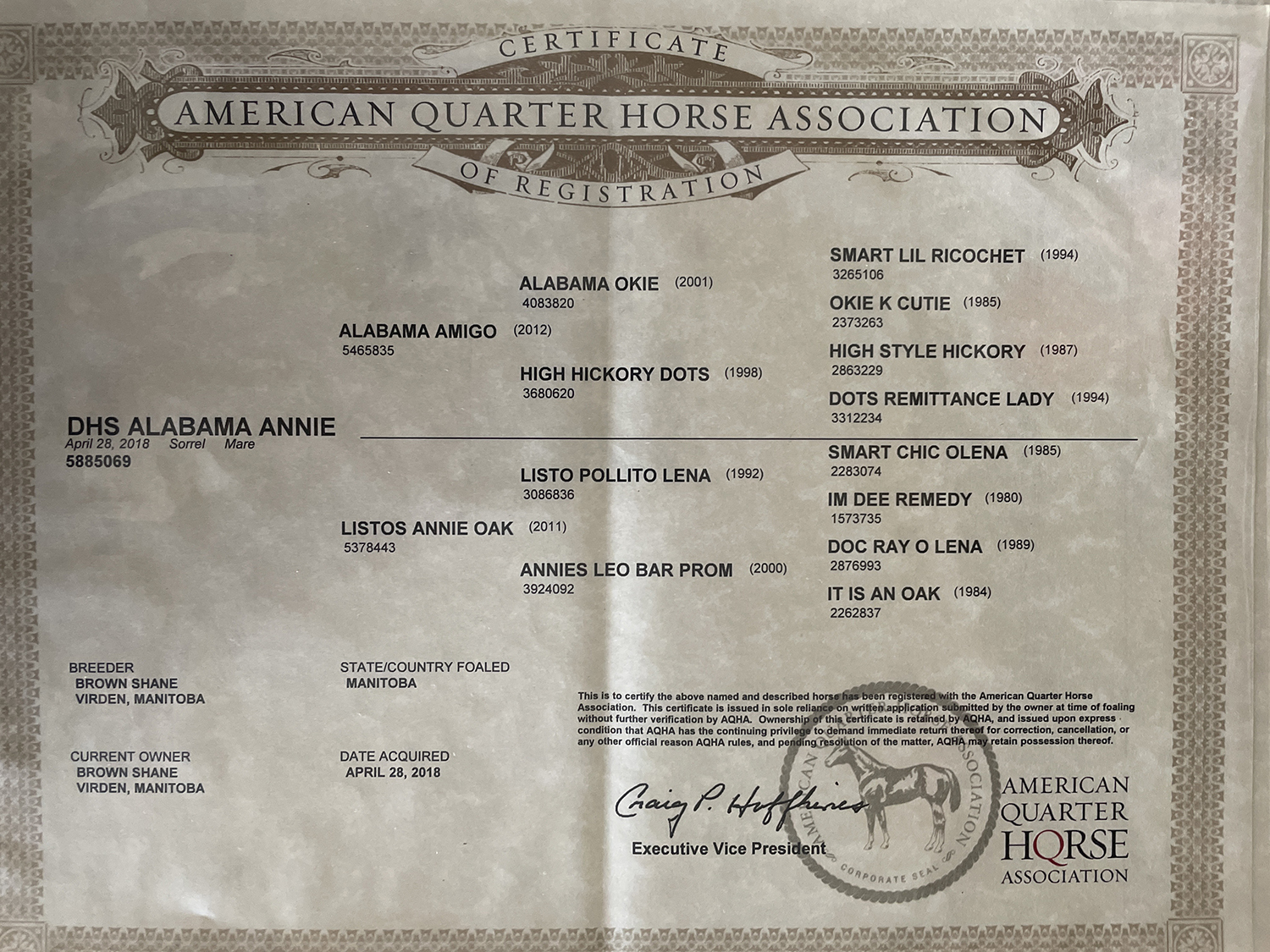 DHS Alabama Annie Dollar Horse Services