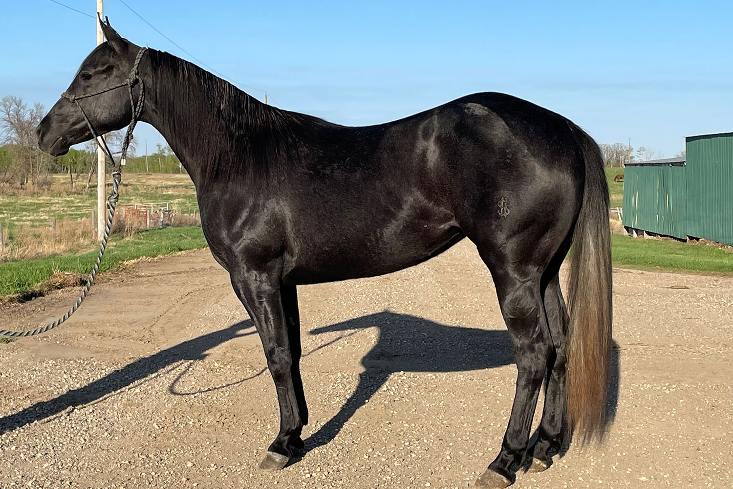 DHS Cruisin Fo Money Dollar Horse Services