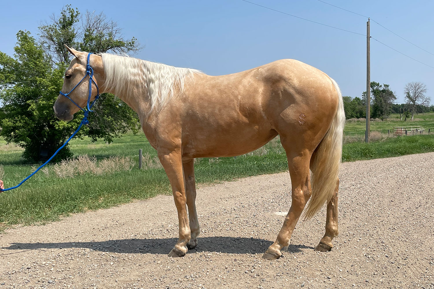dhs-lil-fiddle-dollar-horse-services