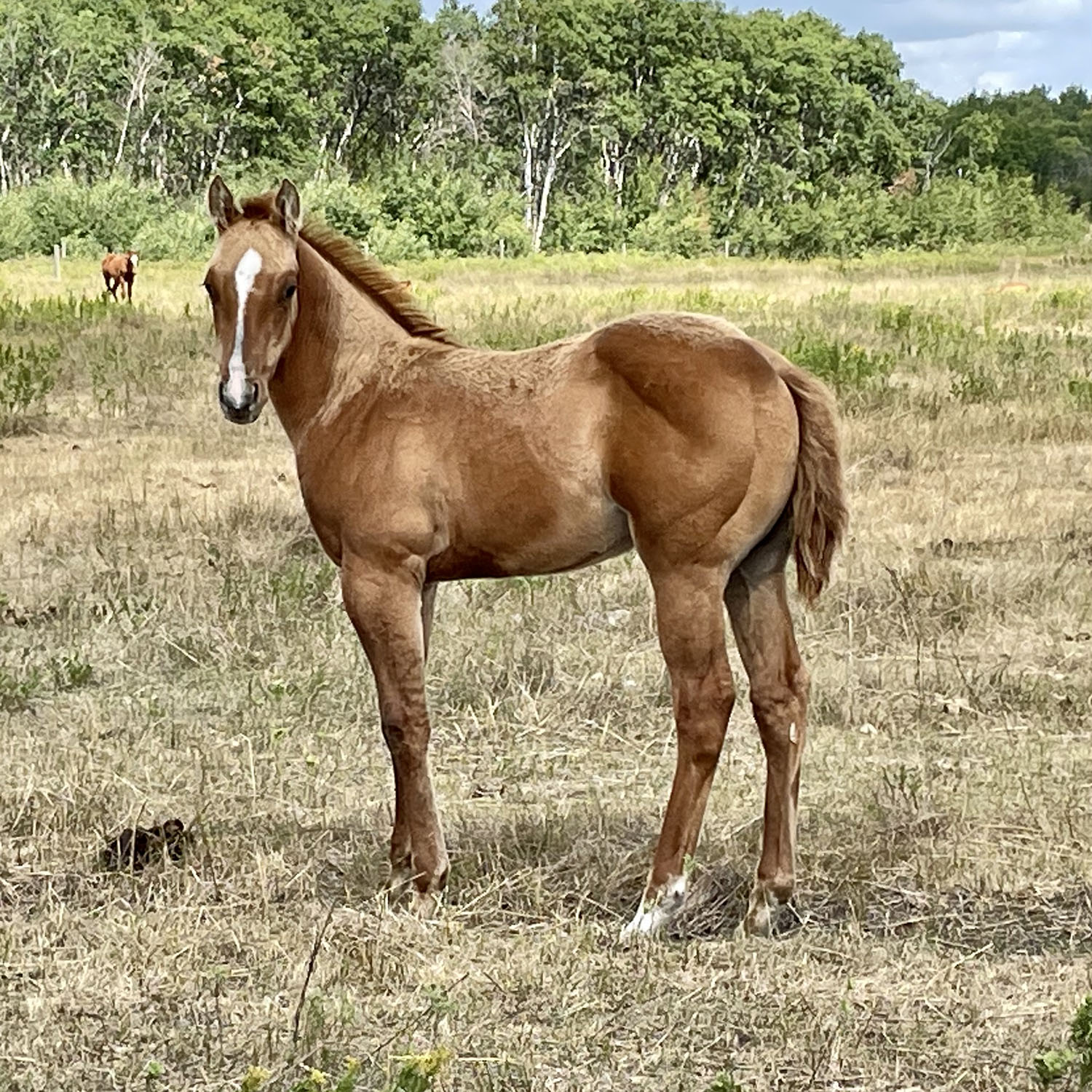 dhs-french-doll-dollar-horse-services