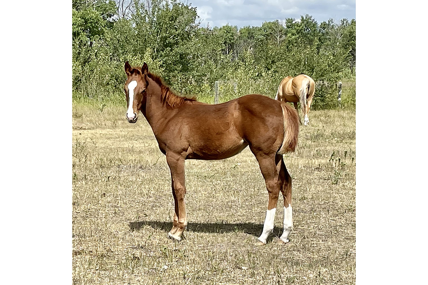 DHS Red Merlot Dollar Horse Services
