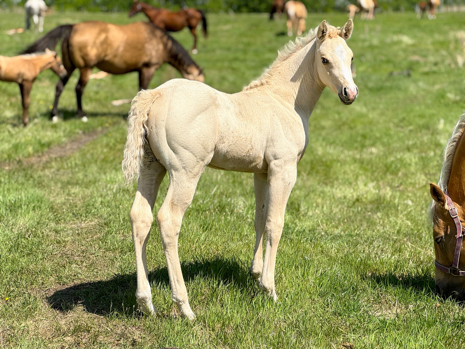 DHS Captain Bo by Dollar Horse Services sired by Alabama Amigo