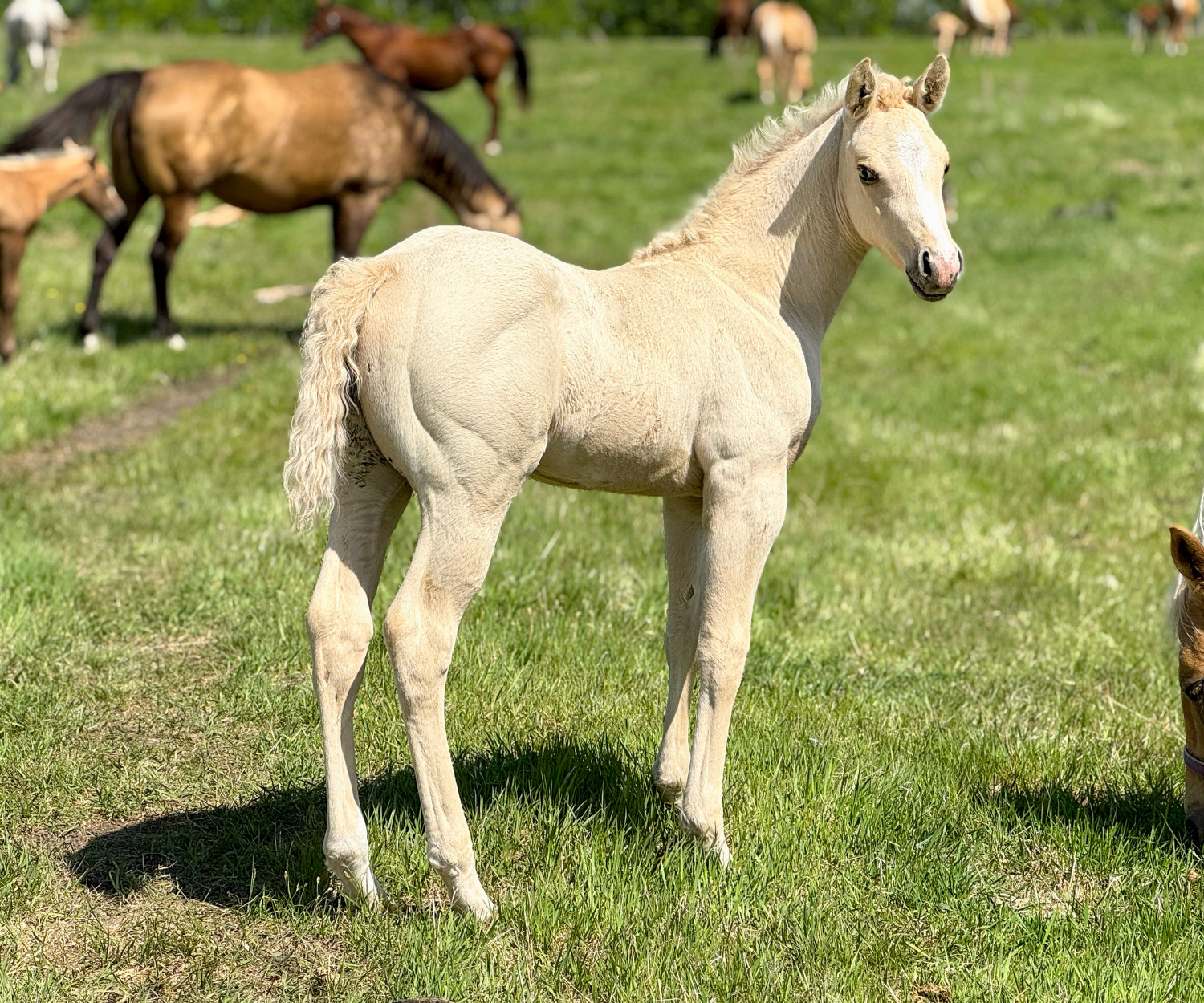 DHS Captain Bo by Dollar Horse Services sired by Alabama Amigo