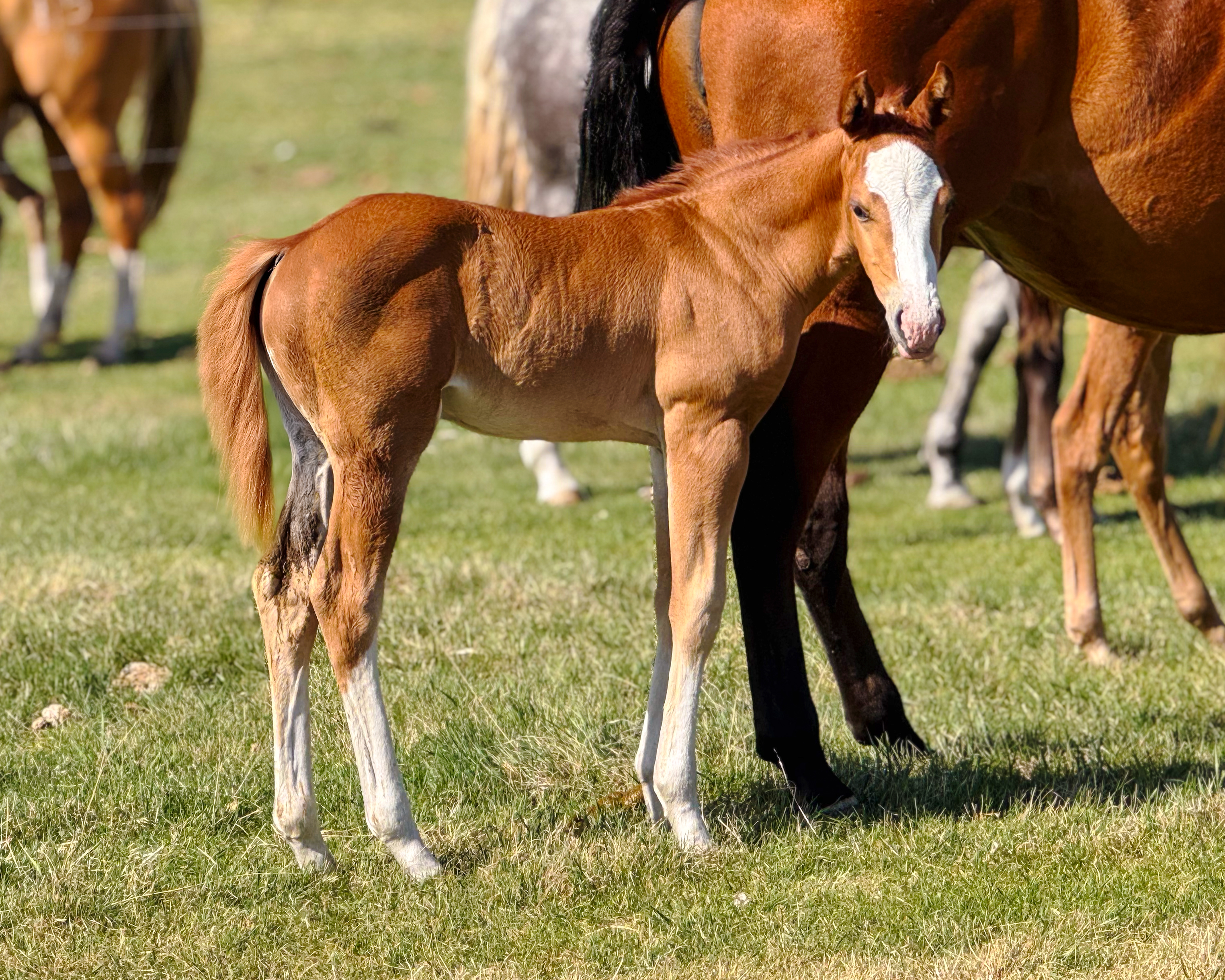 The colt, DHS Slick With Guns, shows off his flashy chrome markings and well-built frame under the bright sun, surrounded by other horses in the background.