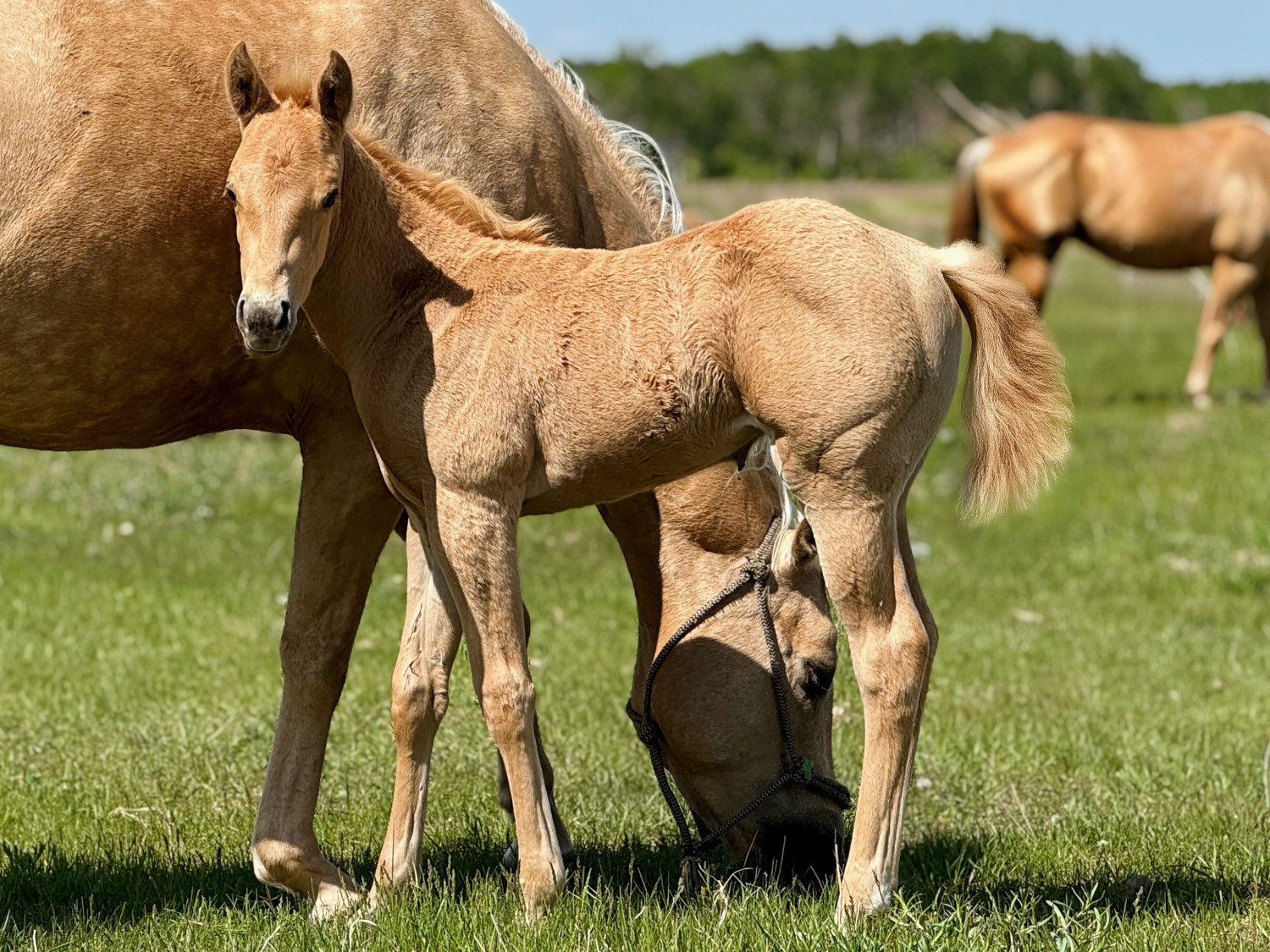 DHS String Of Pearls palomino filly at Dollar Horse Services