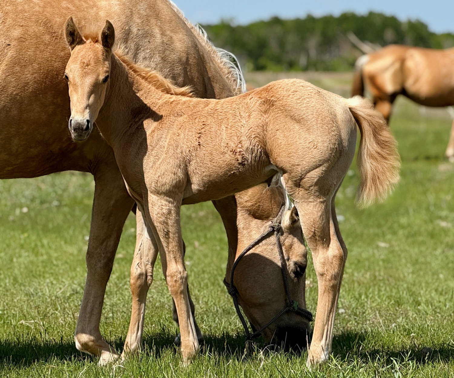 DHS String Of Pearls palomino filly at Dollar Horse Services