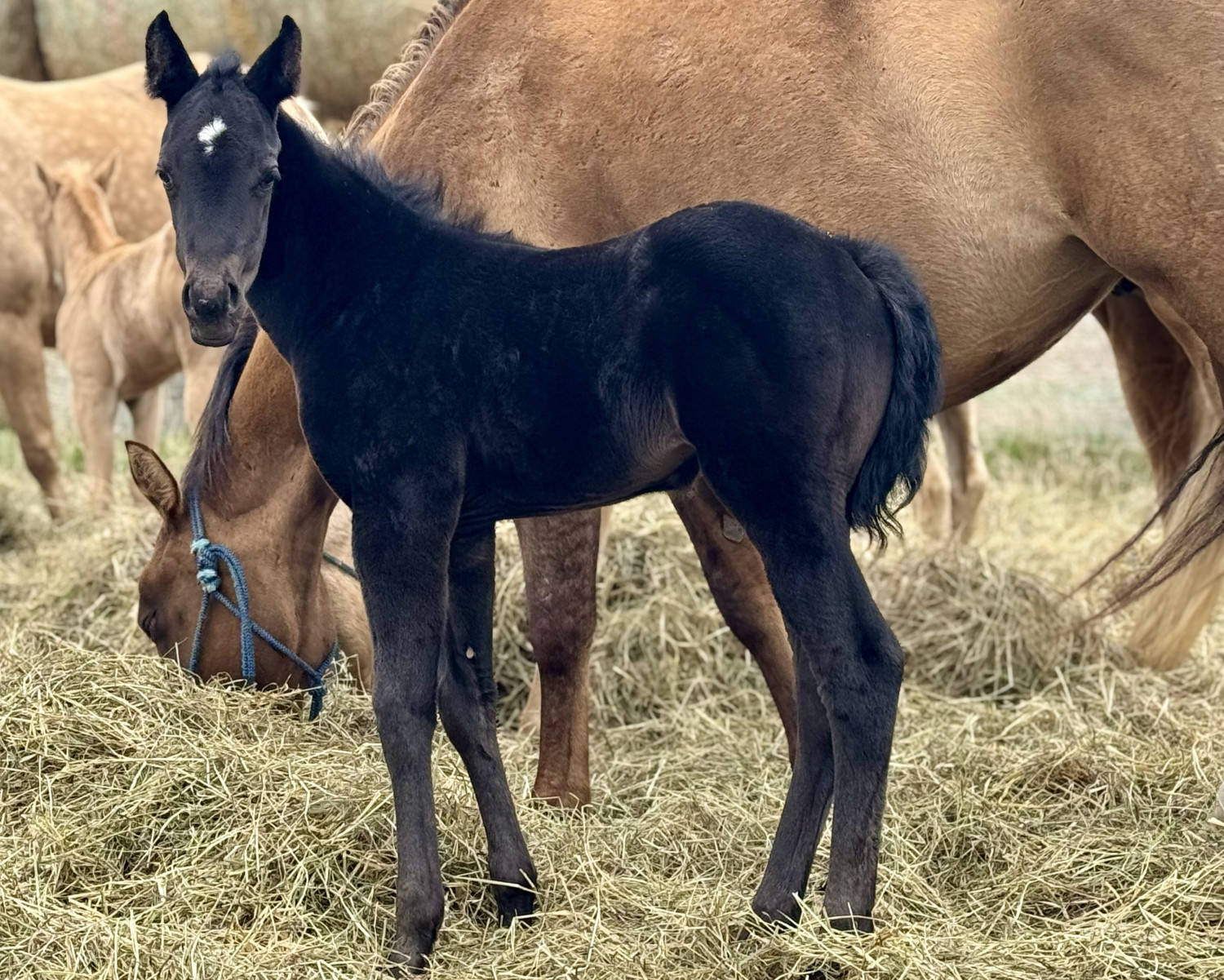Black filly DHS Sweet Design standing alert in a hay-covered pasture beside her dam, with other horses grazing in the background