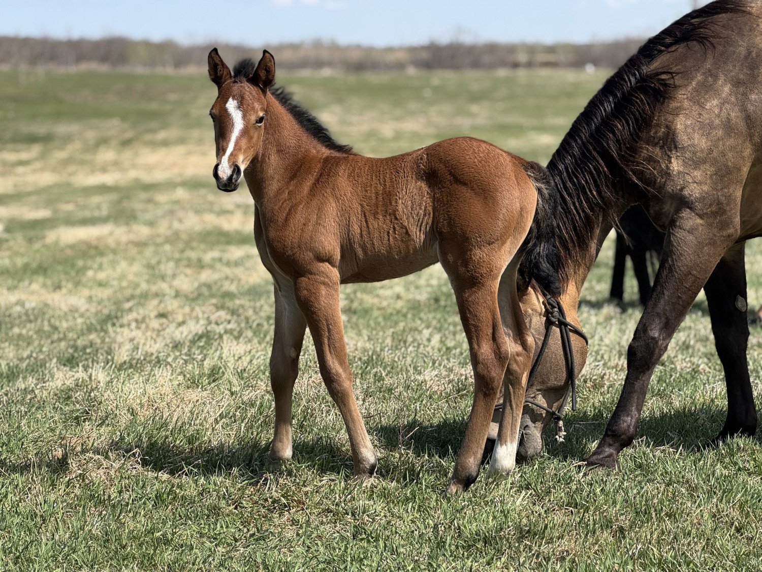 DHS Magic Dreams Filly