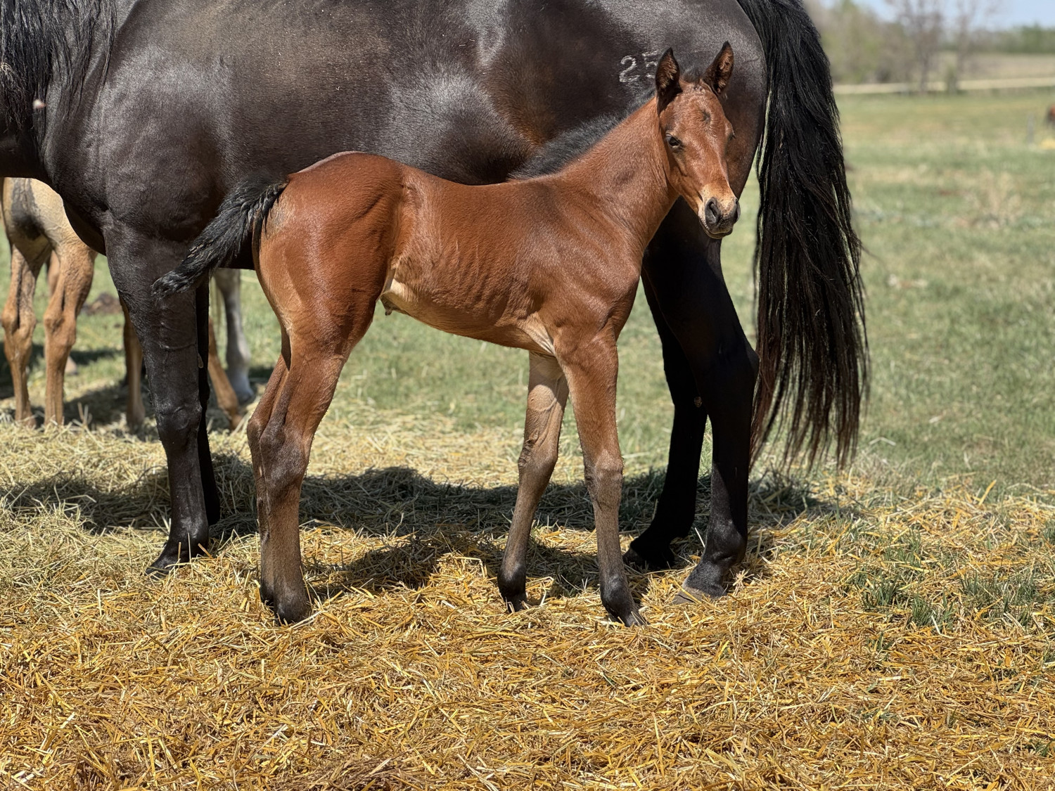 DHS Sweet Champagne AQUA filly out of DACs Kansas Moon and sired by Sipn French Merlot at Dollar Horse Services