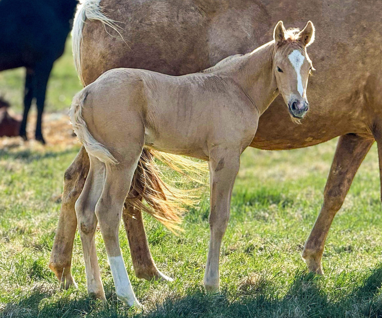 DHS King Frost stud colt out of King Brooks Doll and sired by Sipn French Merlot