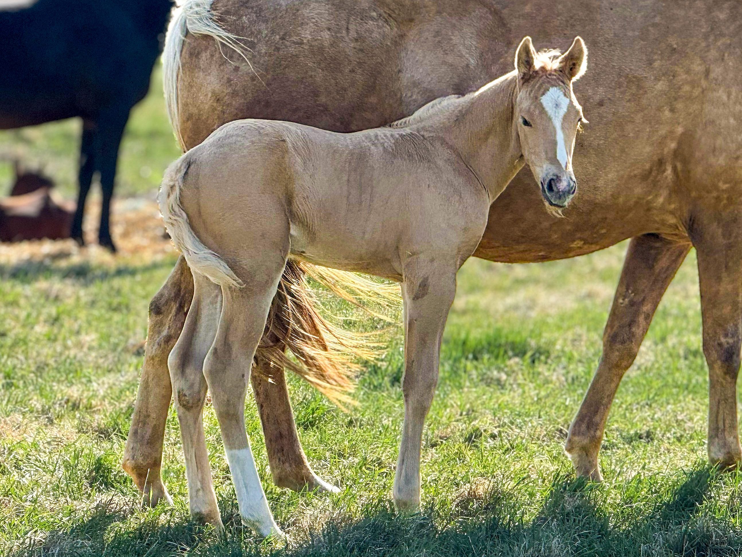 DHS King Frost stud colt out of King Brooks Doll and sired by Sipn French Merlot