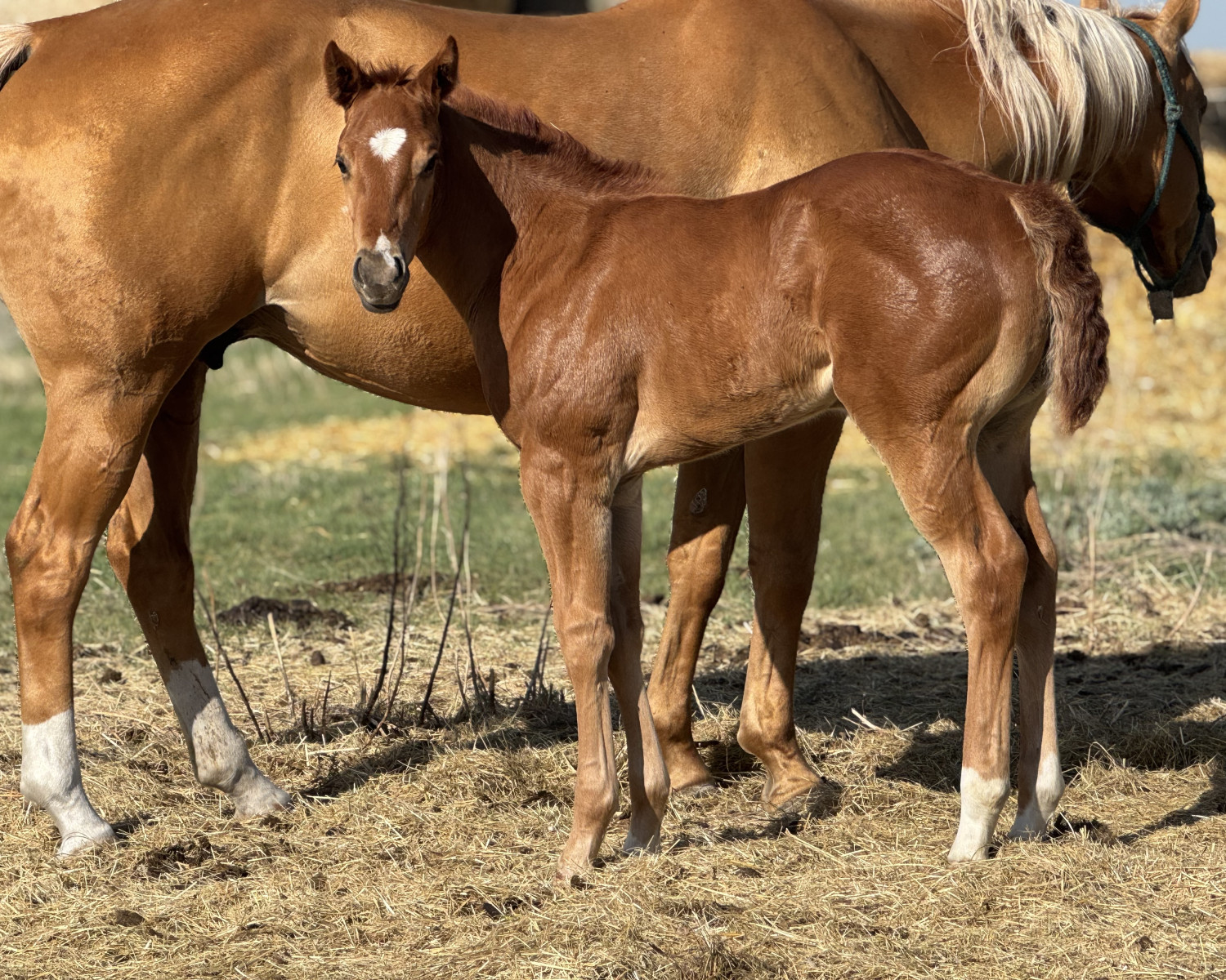 A strong, well-built filly standing alert in a pasture. DHS Dash To The Show shows off her powerful frame and balanced conformation, a striking example of run and cow breeding.