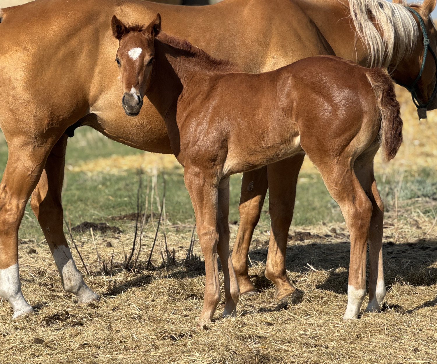 A strong, well-built filly standing alert in a pasture. DHS Dash To The Show shows off her powerful frame and balanced conformation, a striking example of run and cow breeding.