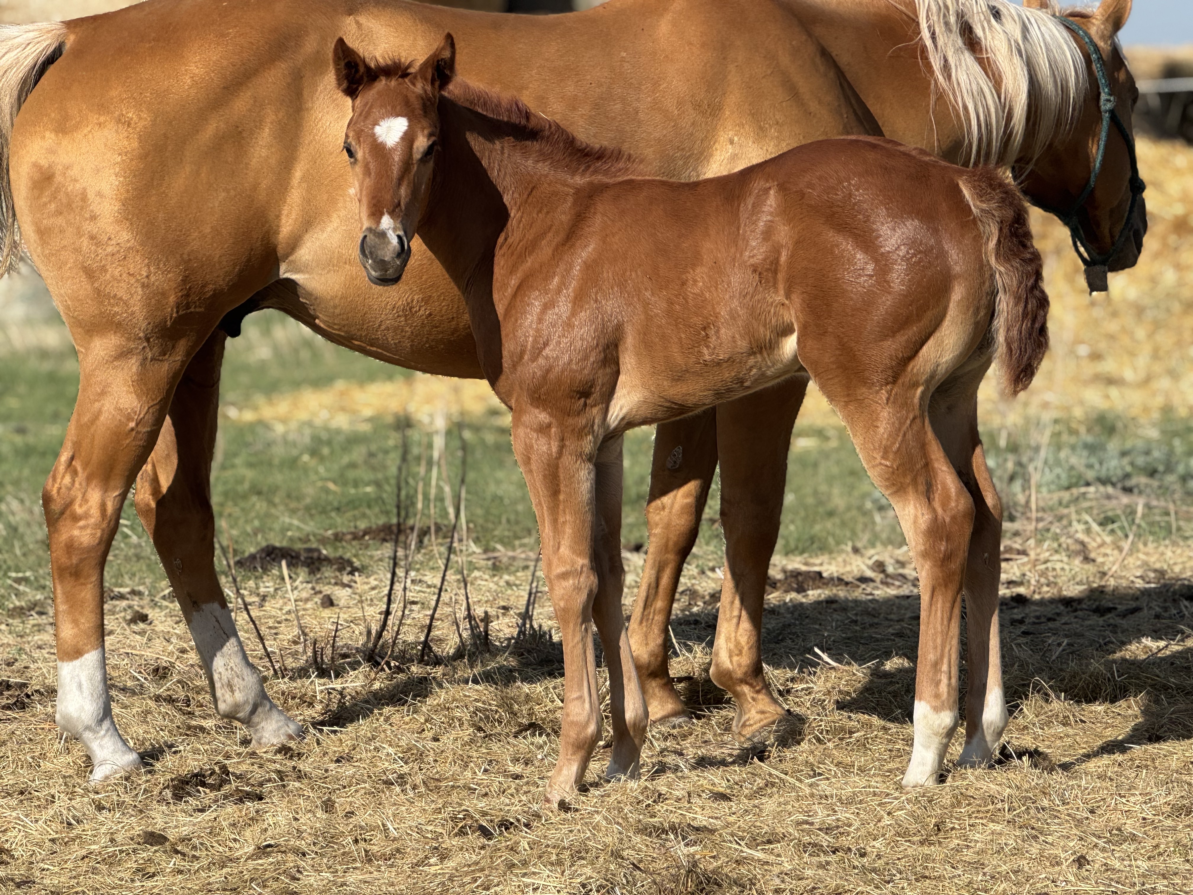 A strong, well-built filly standing alert in a pasture. DHS Dash To The Show shows off her powerful frame and balanced conformation, a striking example of run and cow breeding.
