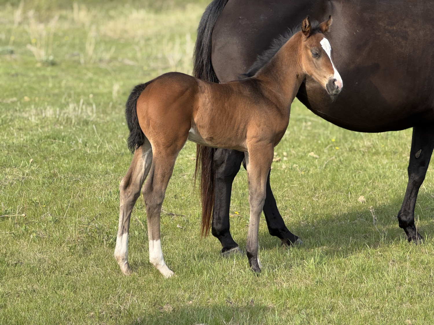 DHS Slick Money stud colt by Dollar Horse Services