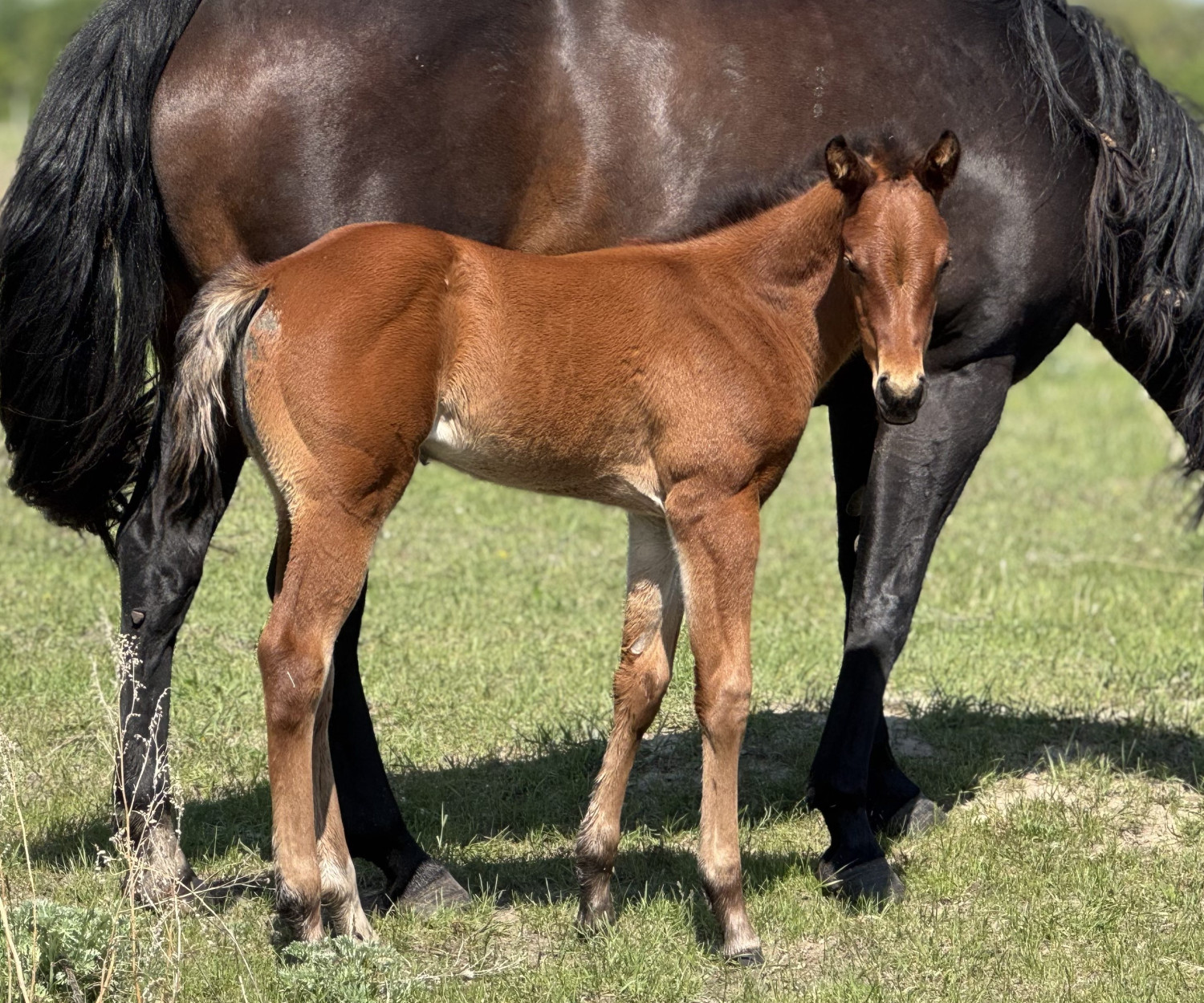 DHS Double Frosty Dollar Horse Services Filly