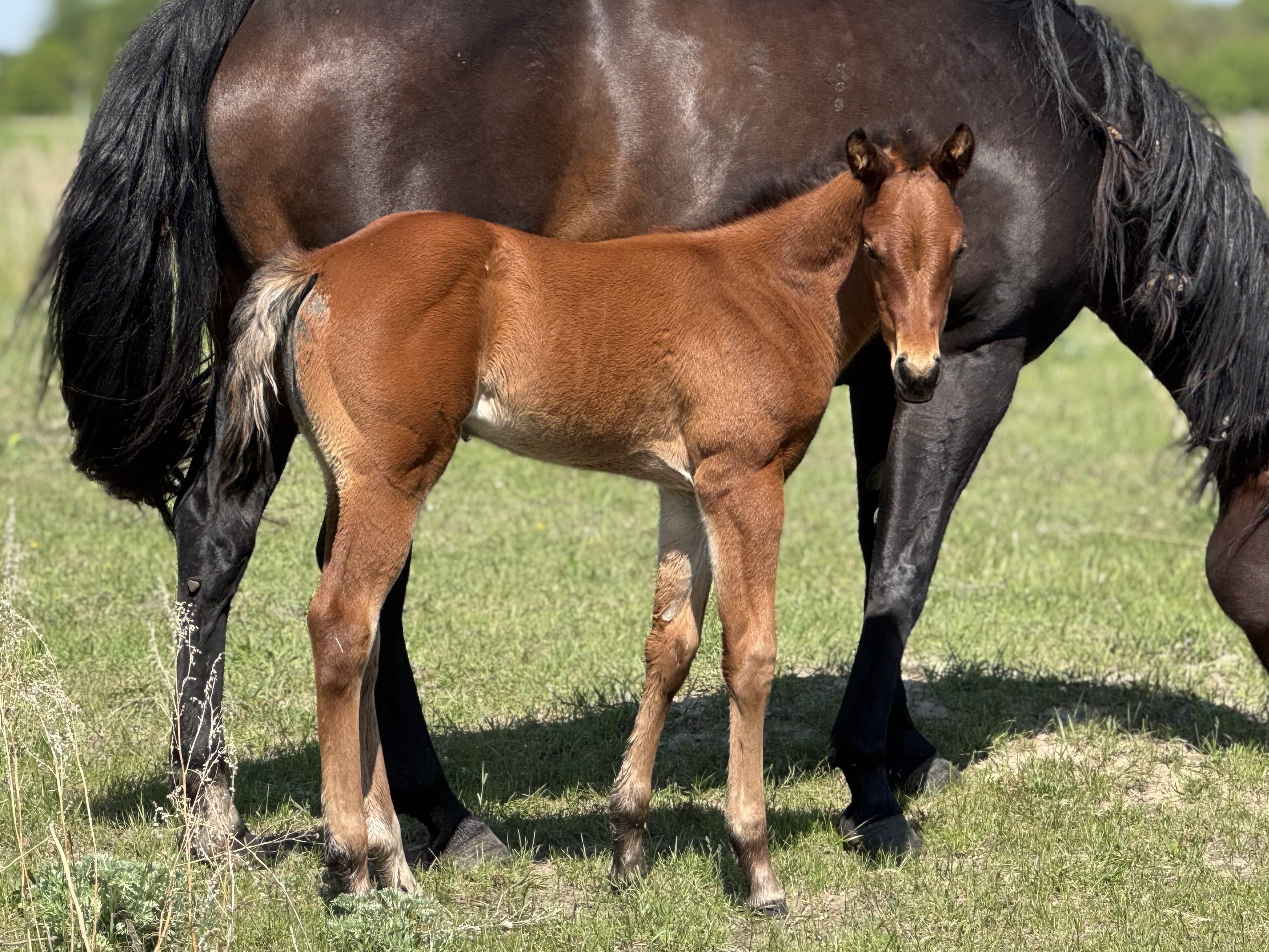DHS Double Frosty Dollar Horse Services Filly