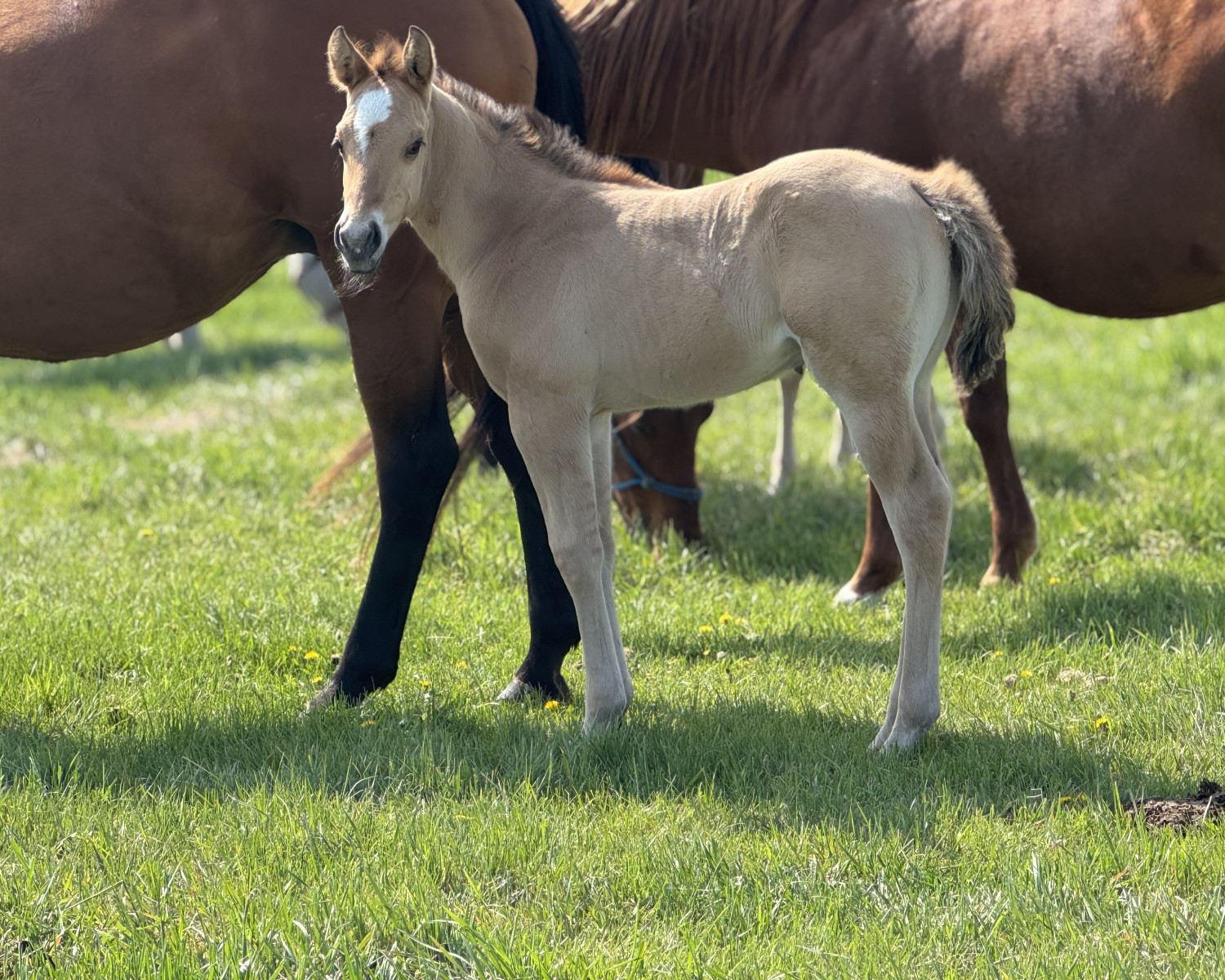 DHS Alabama Doc sired by Alabama Amigo and out of Shes Mostly Radical