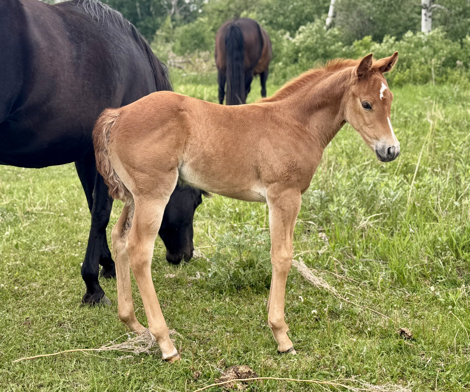DHS Melot in May at Dollar Horse Services horse ranch