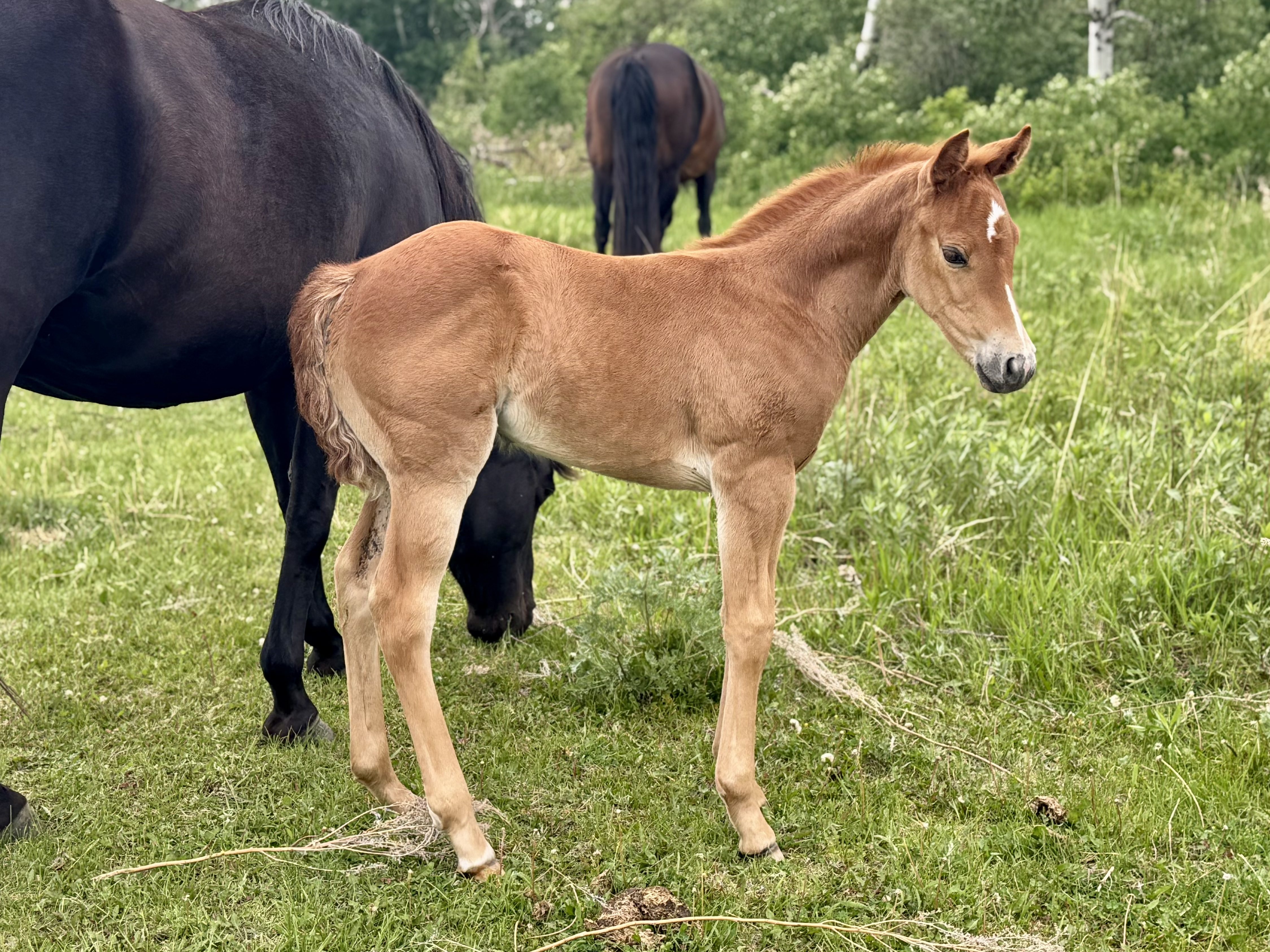 DHS Melot in May at Dollar Horse Services horse ranch