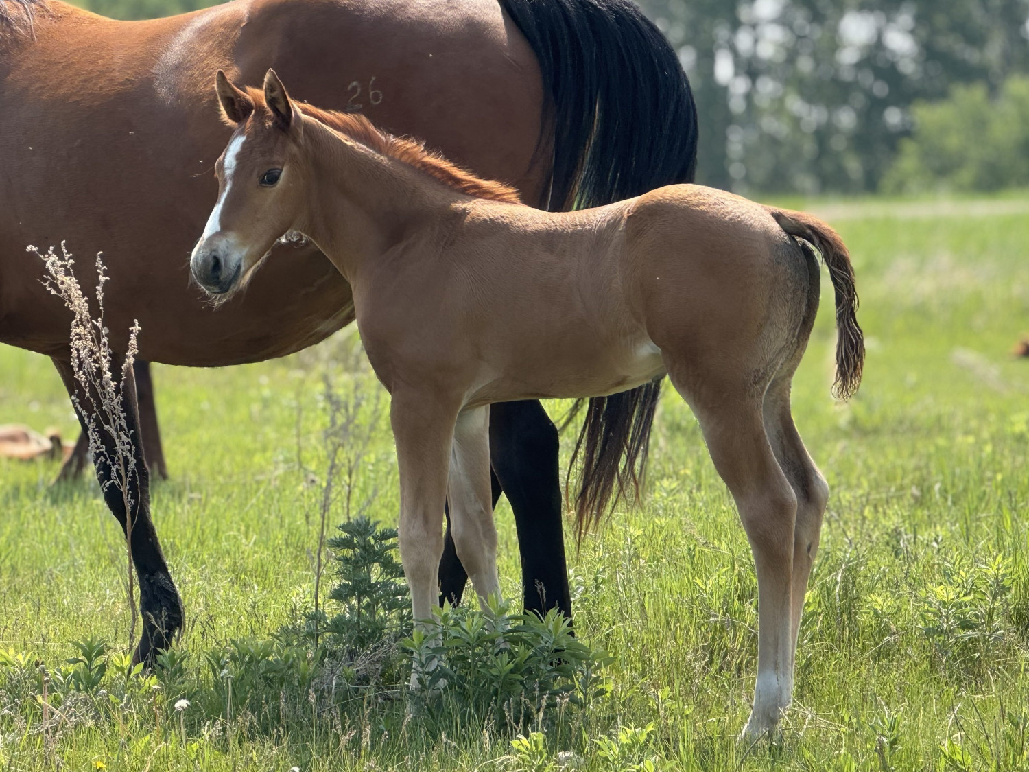 Colt DHS Invest N Alabama at Dollar Horse Services ranch
