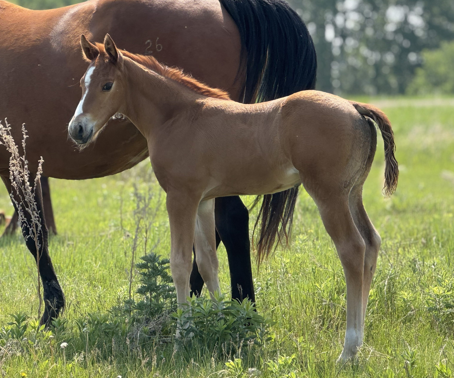 Colt DHS Invest N Alabama at Dollar Horse Services ranch