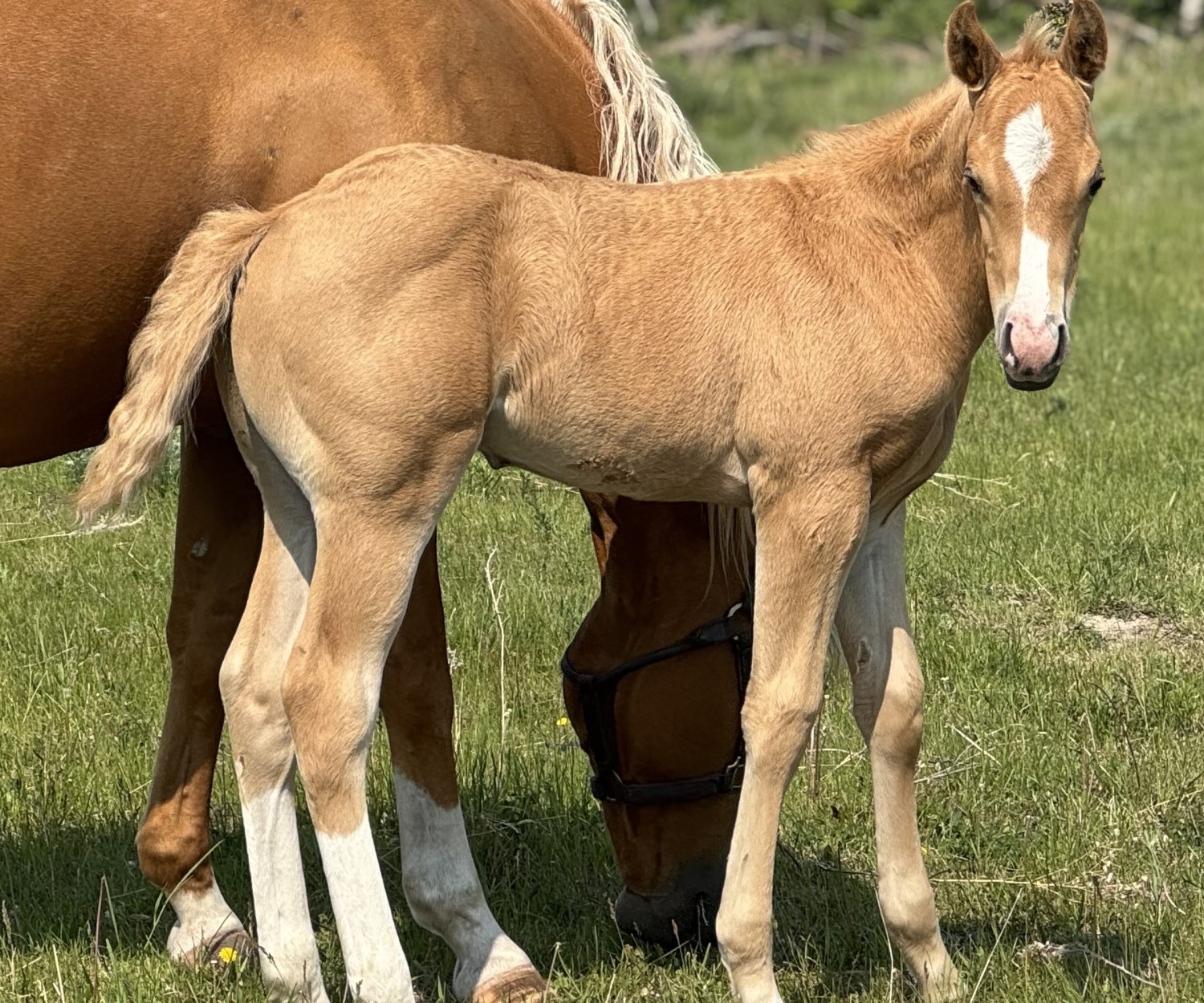 DHS French Fame colt at Dollar Horse Services AQHA breeding