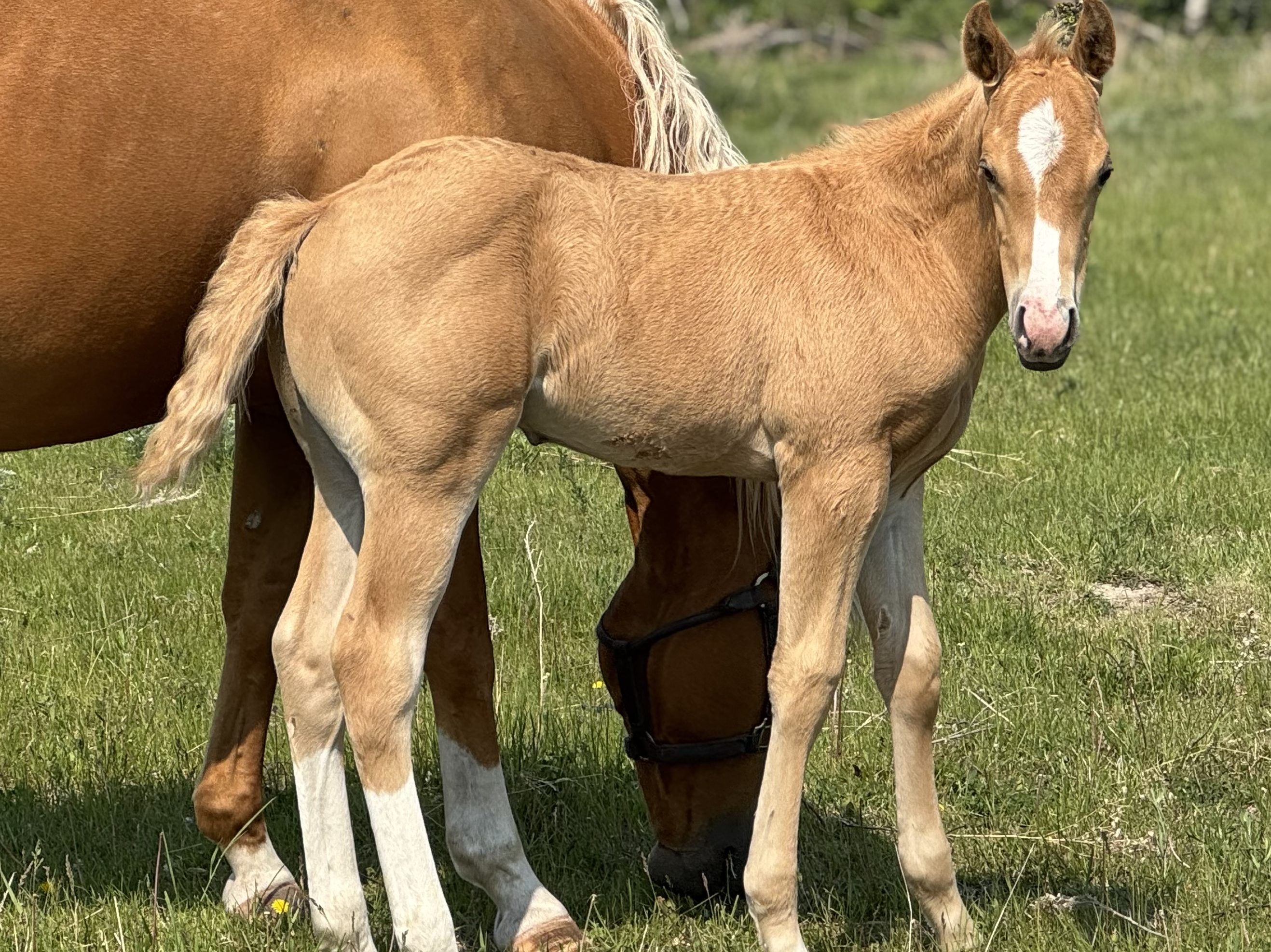 DHS French Fame colt at Dollar Horse Services AQHA breeding
