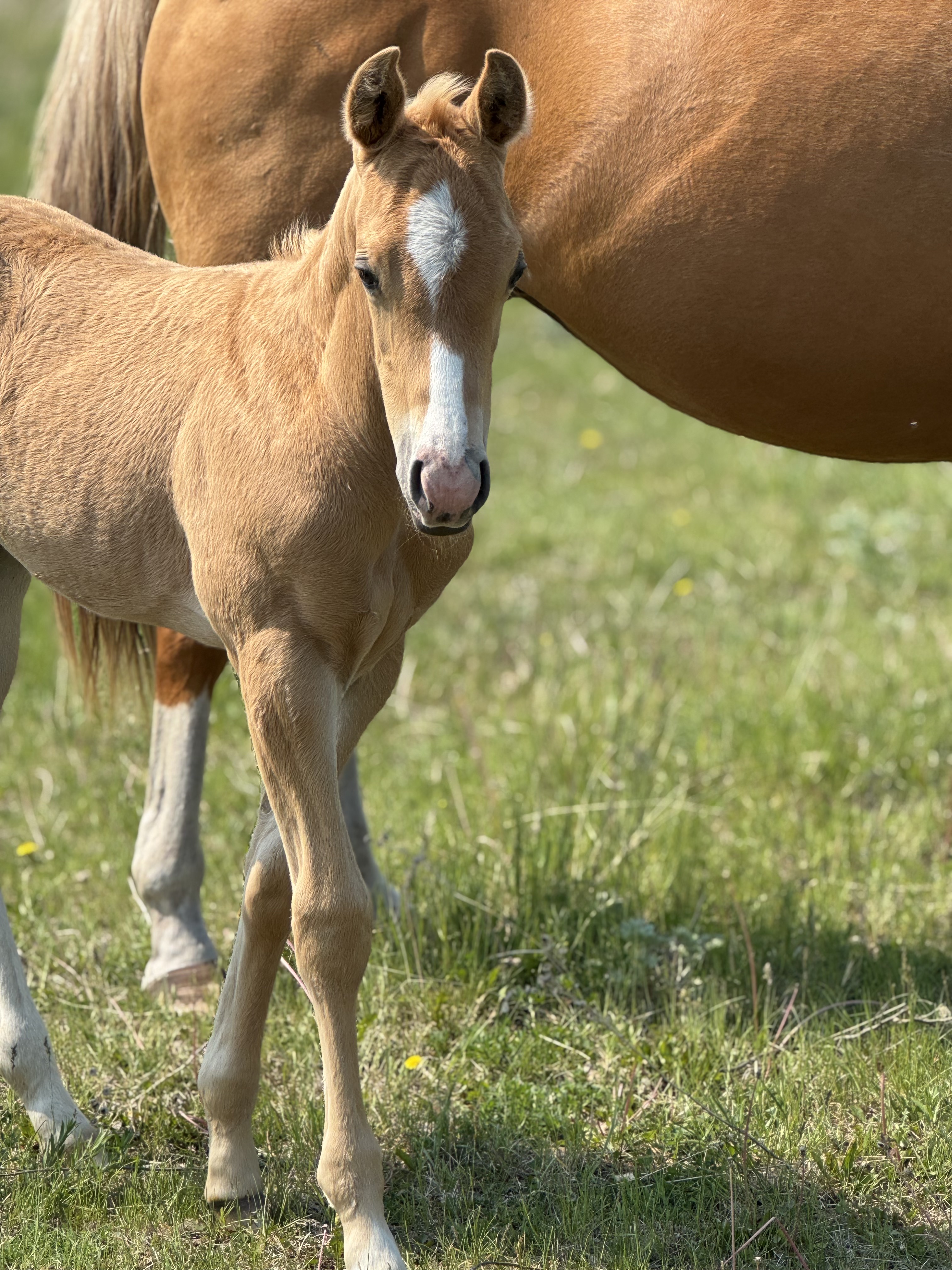 DHS French Fame AQHA colt Dollar Horse Services