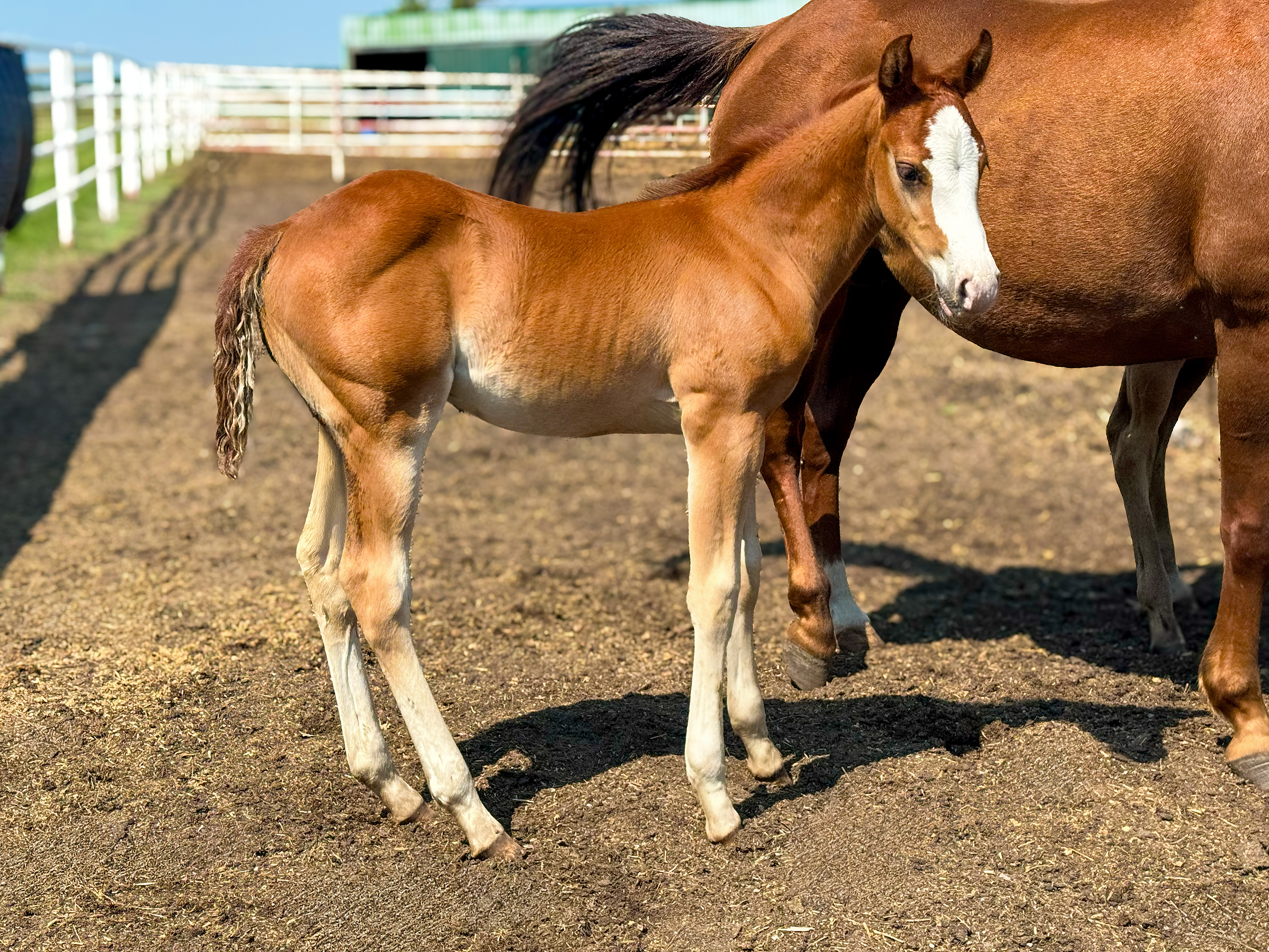 Dollar Horse Services stud colt for sale