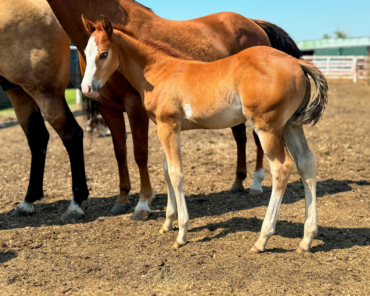 DHS Smart With Guns stud colt at Dollar Horse Services ranch in Manitoba