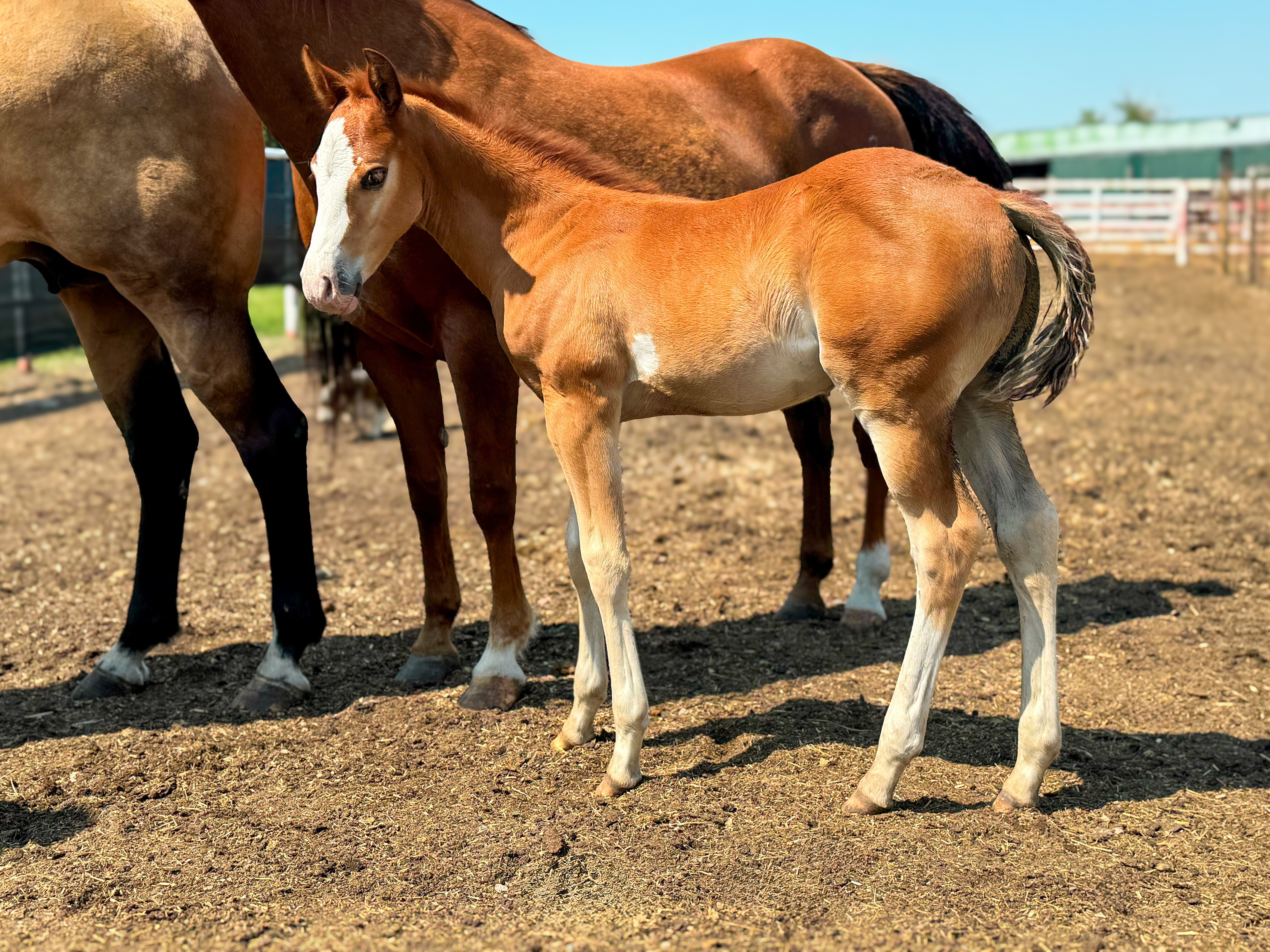 DHS Smart With Guns stud colt at Dollar Horse Services ranch in Manitoba
