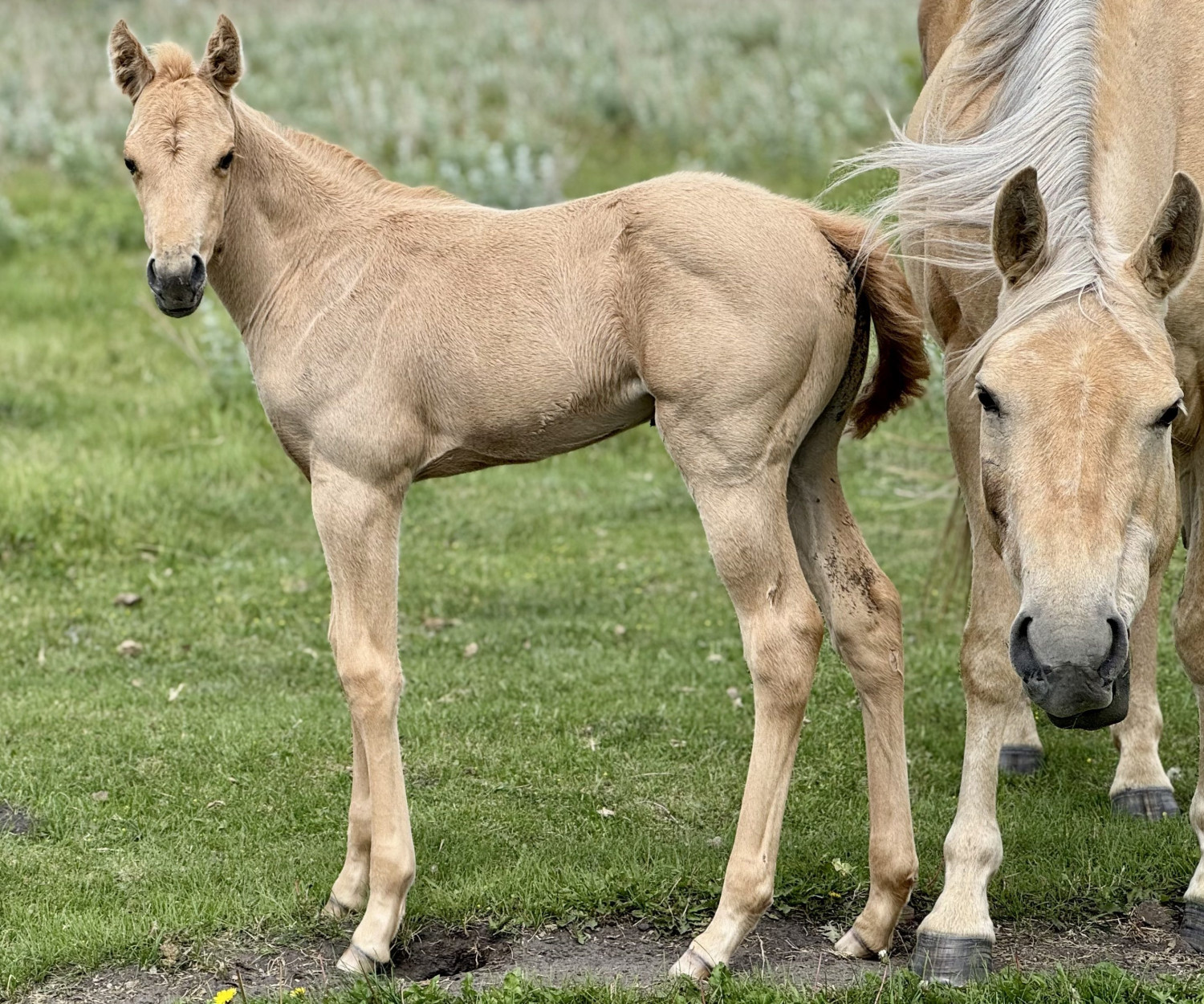 Dollar Horse Services ranch in Manitoba breeding program with top prospects