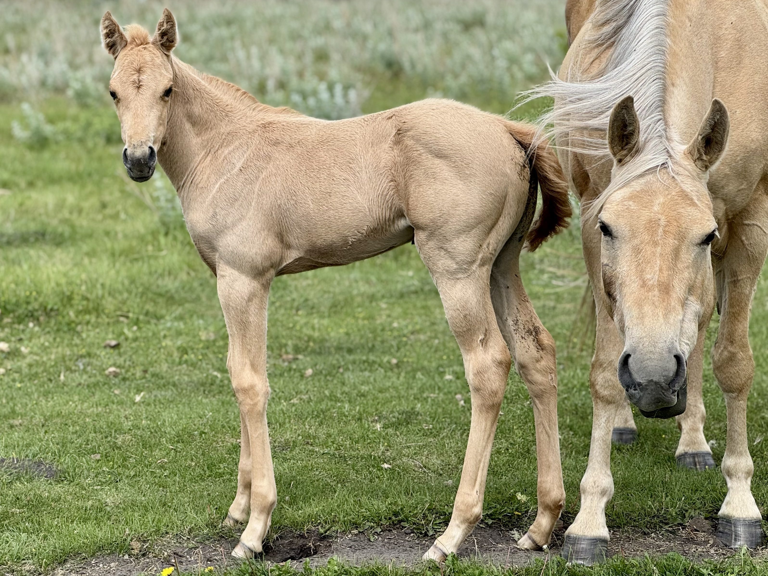 Dollar Horse Services ranch in Manitoba breeding program with top prospects