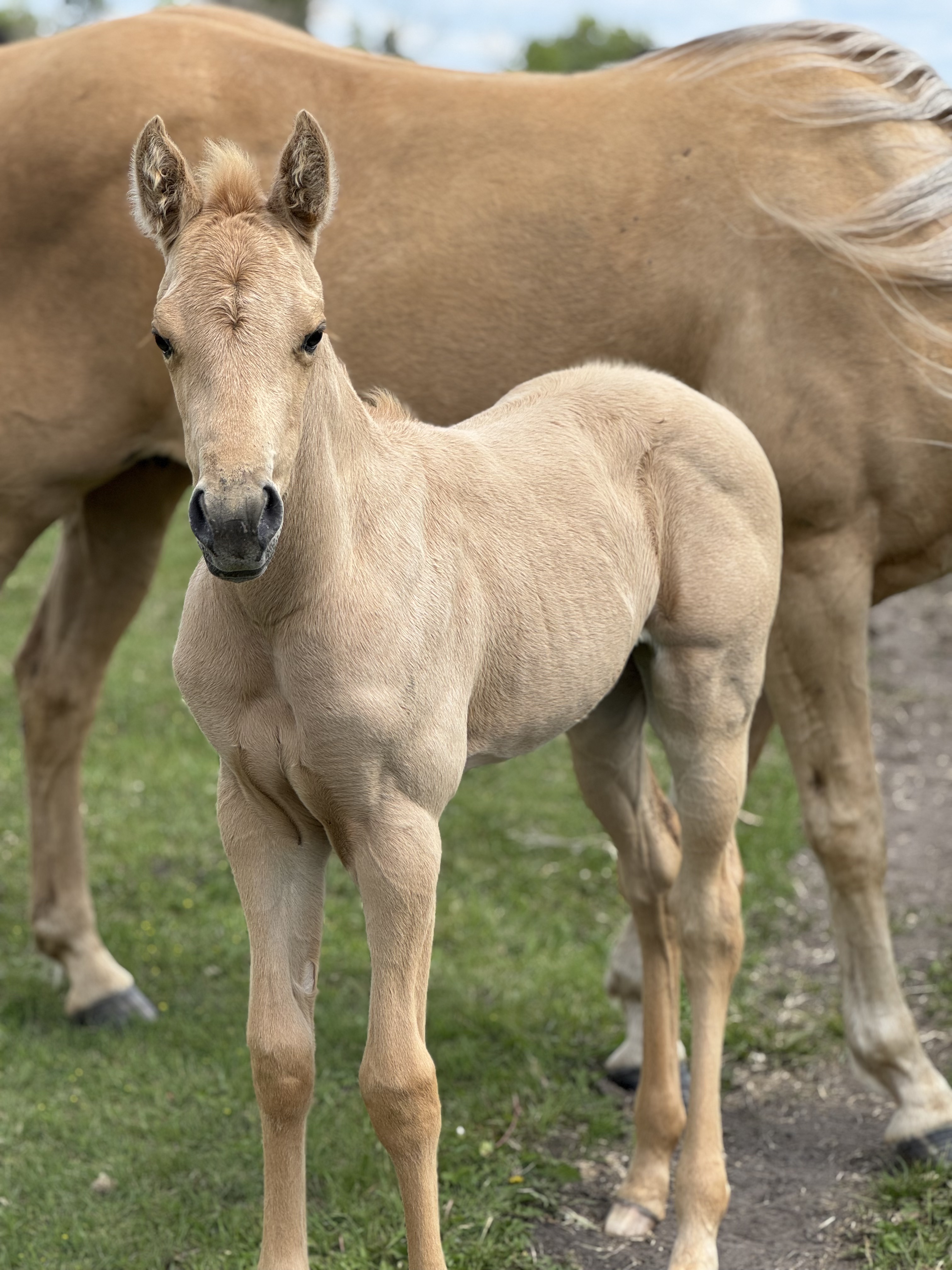 DHS Rose Champagne AQHA filly at Dollar Horse Services ranch in Manitoba