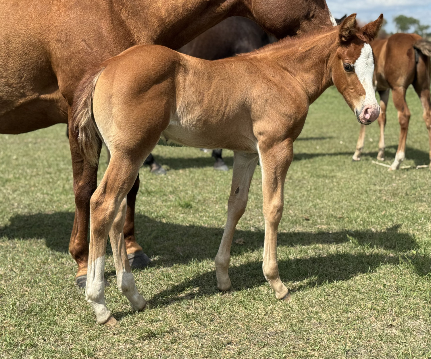 A chestnut stud colt named DHS Little B stands on green grass beside his mother at Dollar Horse Services ranch in Manitoba.
