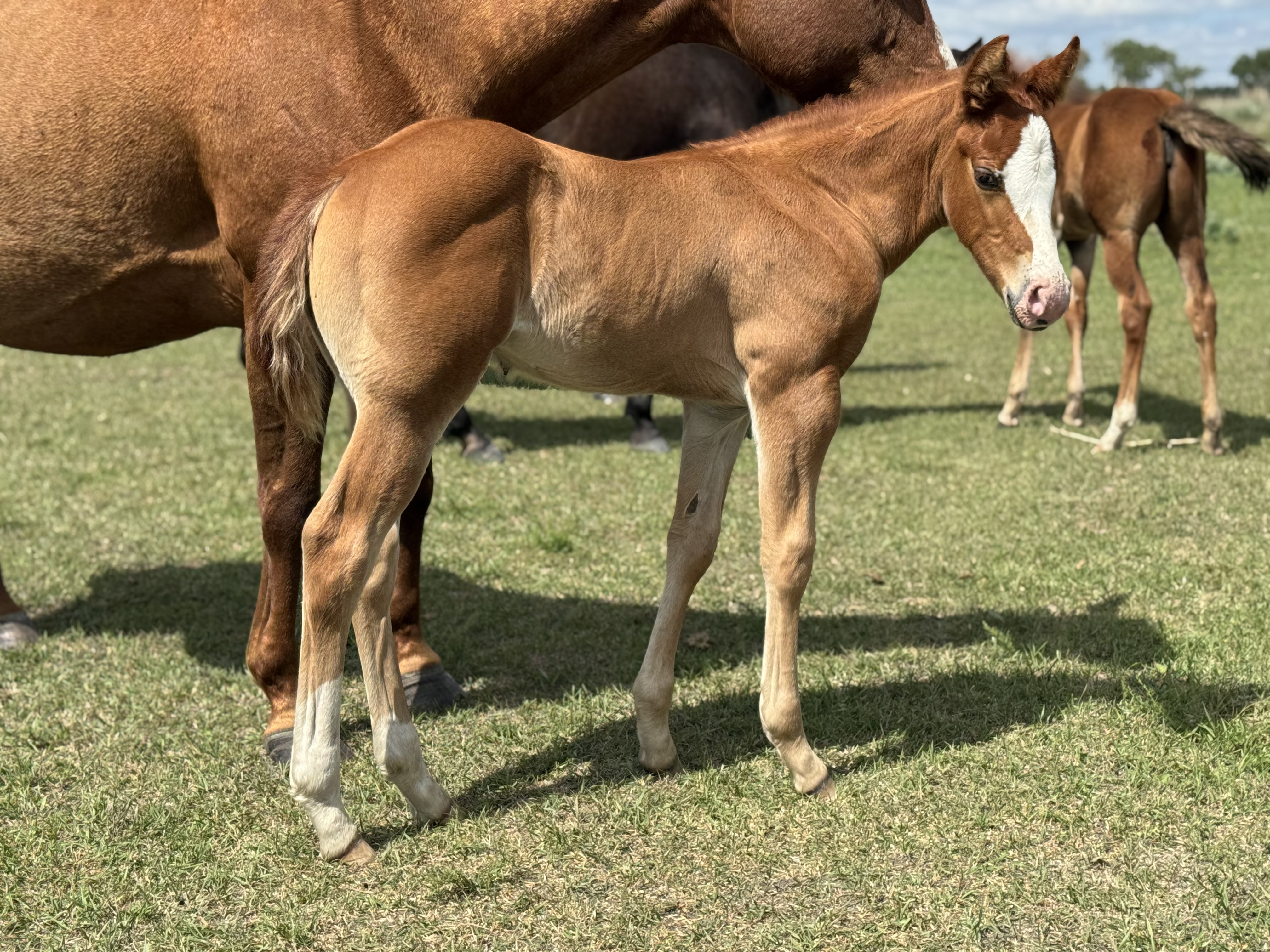 A chestnut stud colt named DHS Little B stands on green grass beside his mother at Dollar Horse Services ranch in Manitoba.