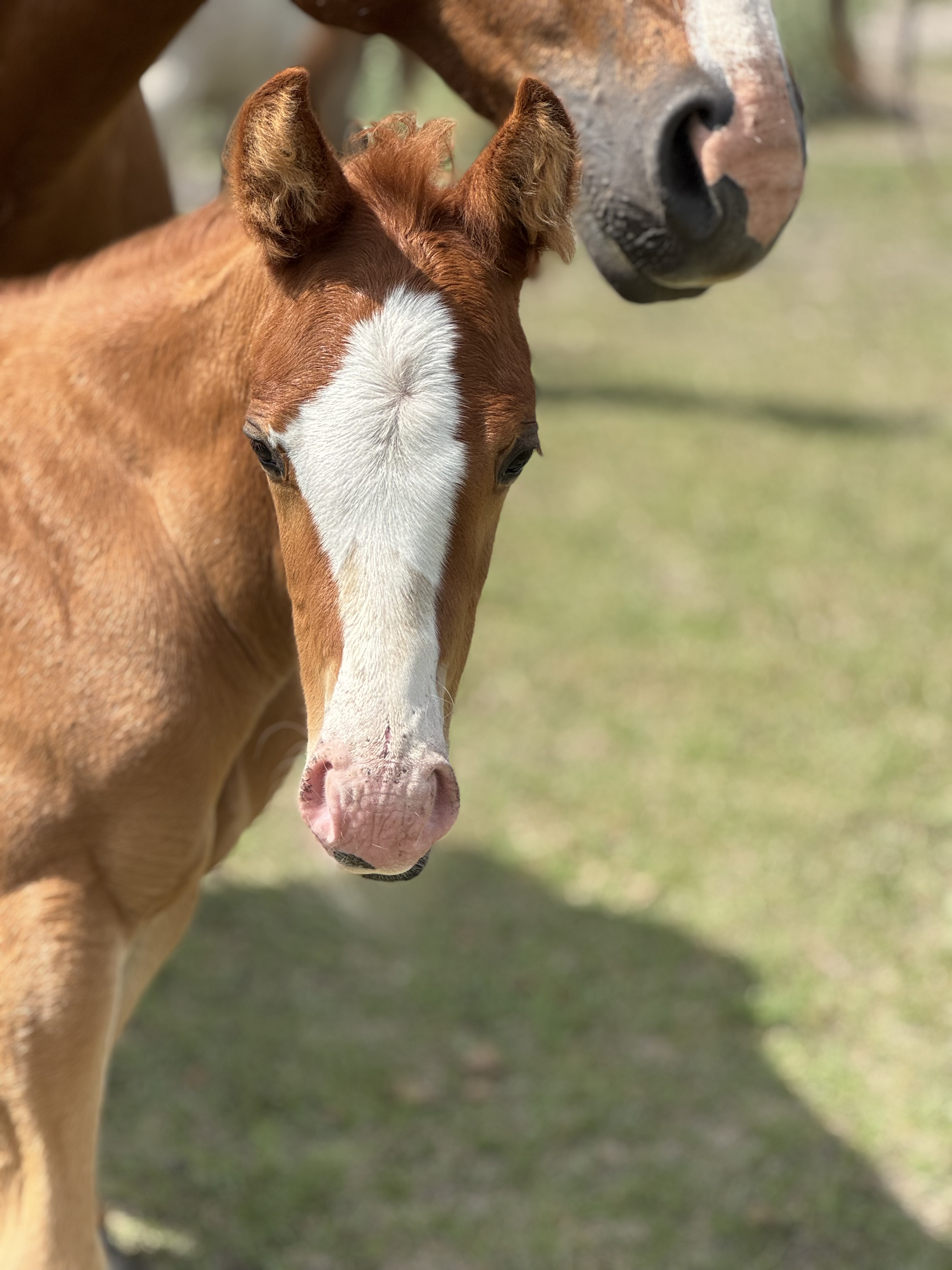 A chestnut stud colt named DHS Little B stands on green grass beside his mother at Dollar Horse Services ranch in Manitoba.