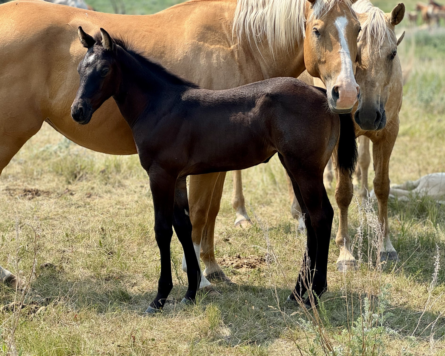 Dark bay filly standing beside two palomino mares at Dollar Horse Services ranch in Manitoba. Healthy young foal born in 2025.