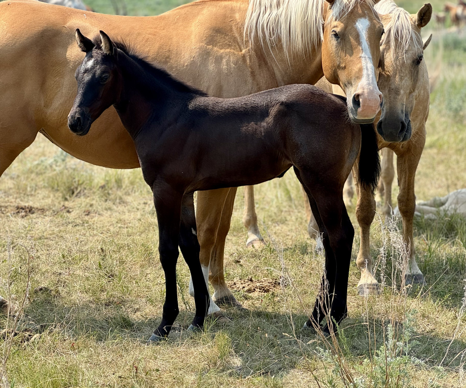 Dark bay filly standing beside two palomino mares at Dollar Horse Services ranch in Manitoba. Healthy young foal born in 2025.