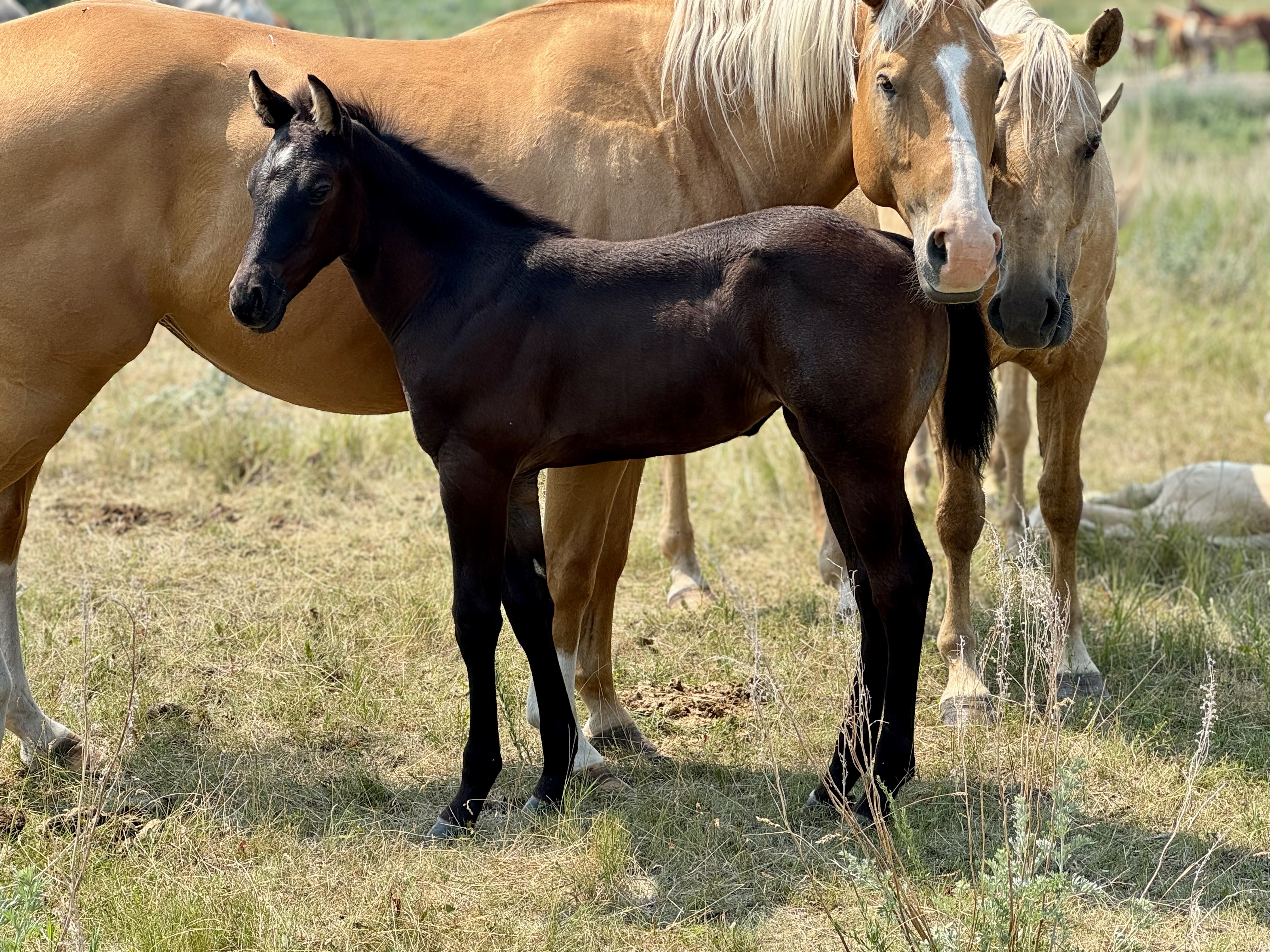 Dark bay filly standing beside two palomino mares at Dollar Horse Services ranch in Manitoba. Healthy young foal born in 2025.