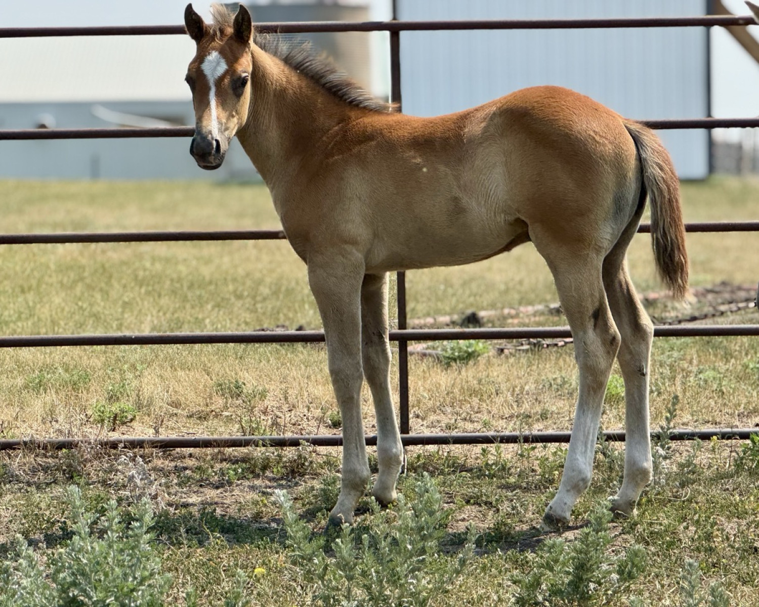 Stud colt for sale in Manitoba