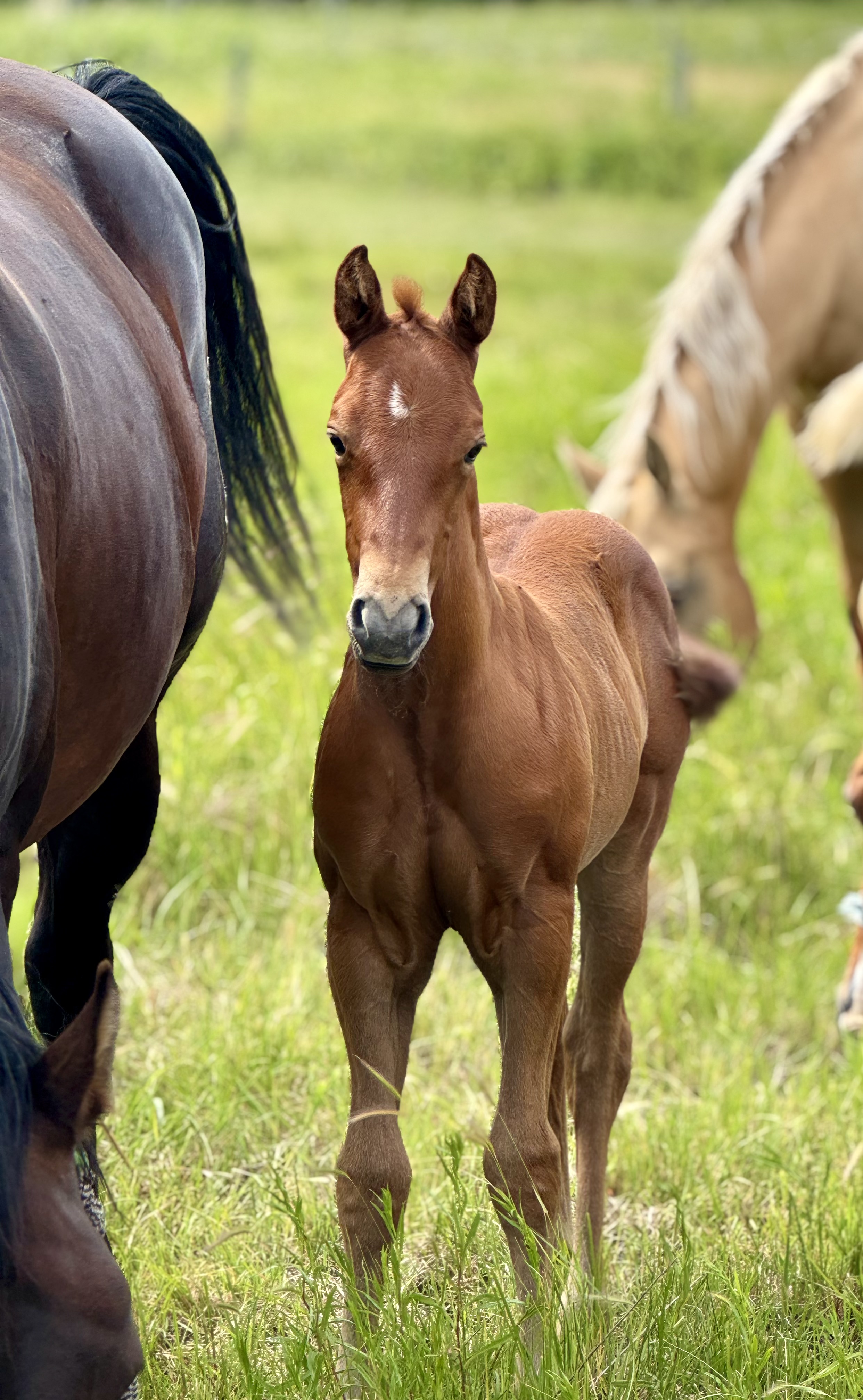 AQHA Stud colt for sale at Dollar Horse Services in Manitoba