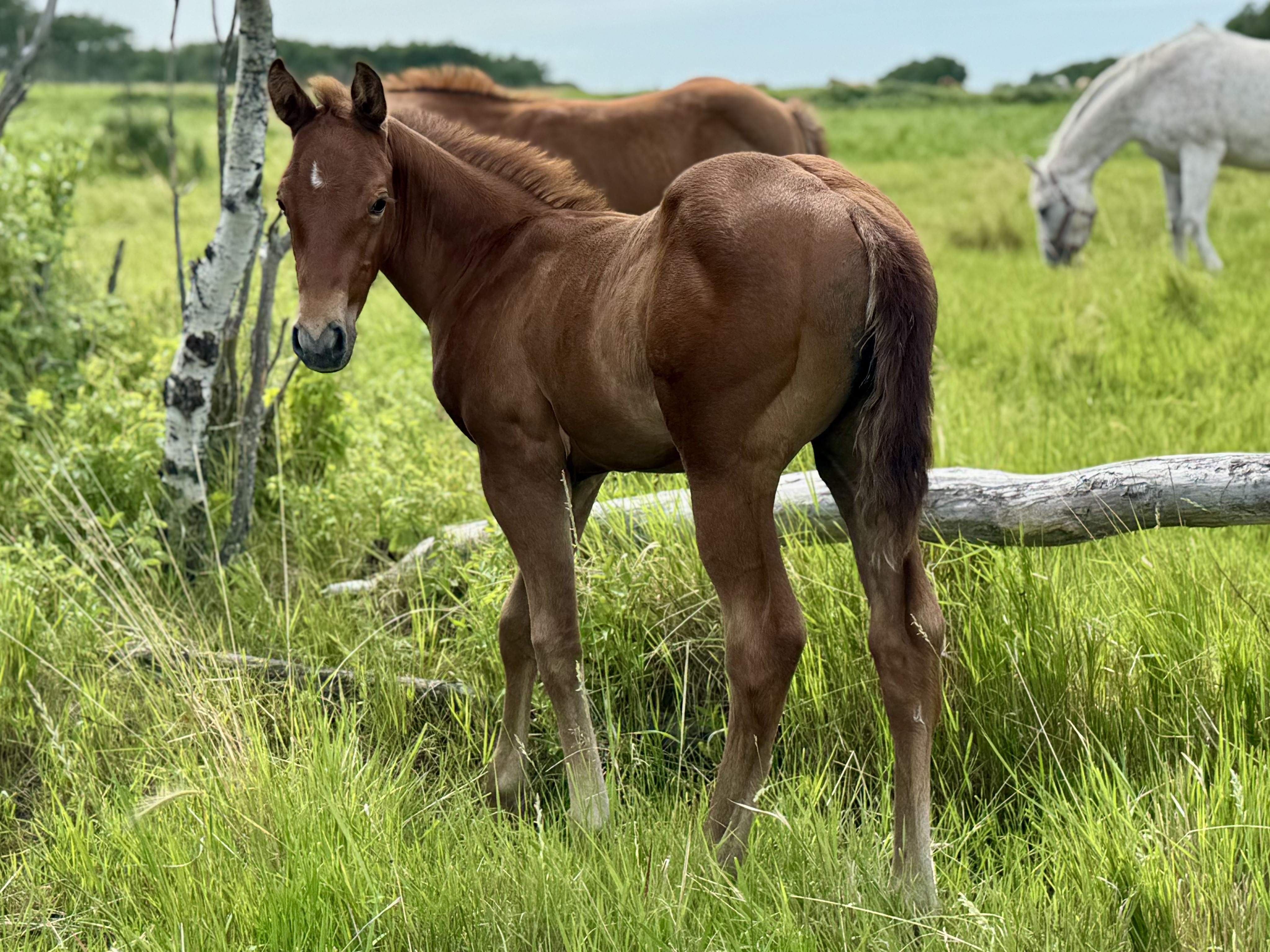 AQHA Stud colt for sale at Dollar Horse Services in Manitoba