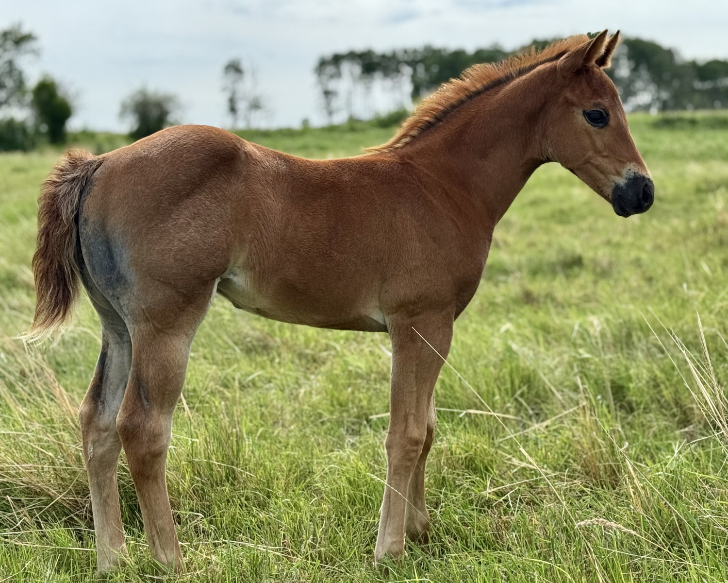 A red road filly out of an Illuminator mare