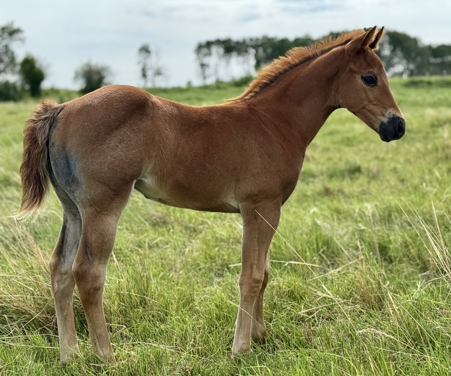 A red road filly out of an Illuminator mare