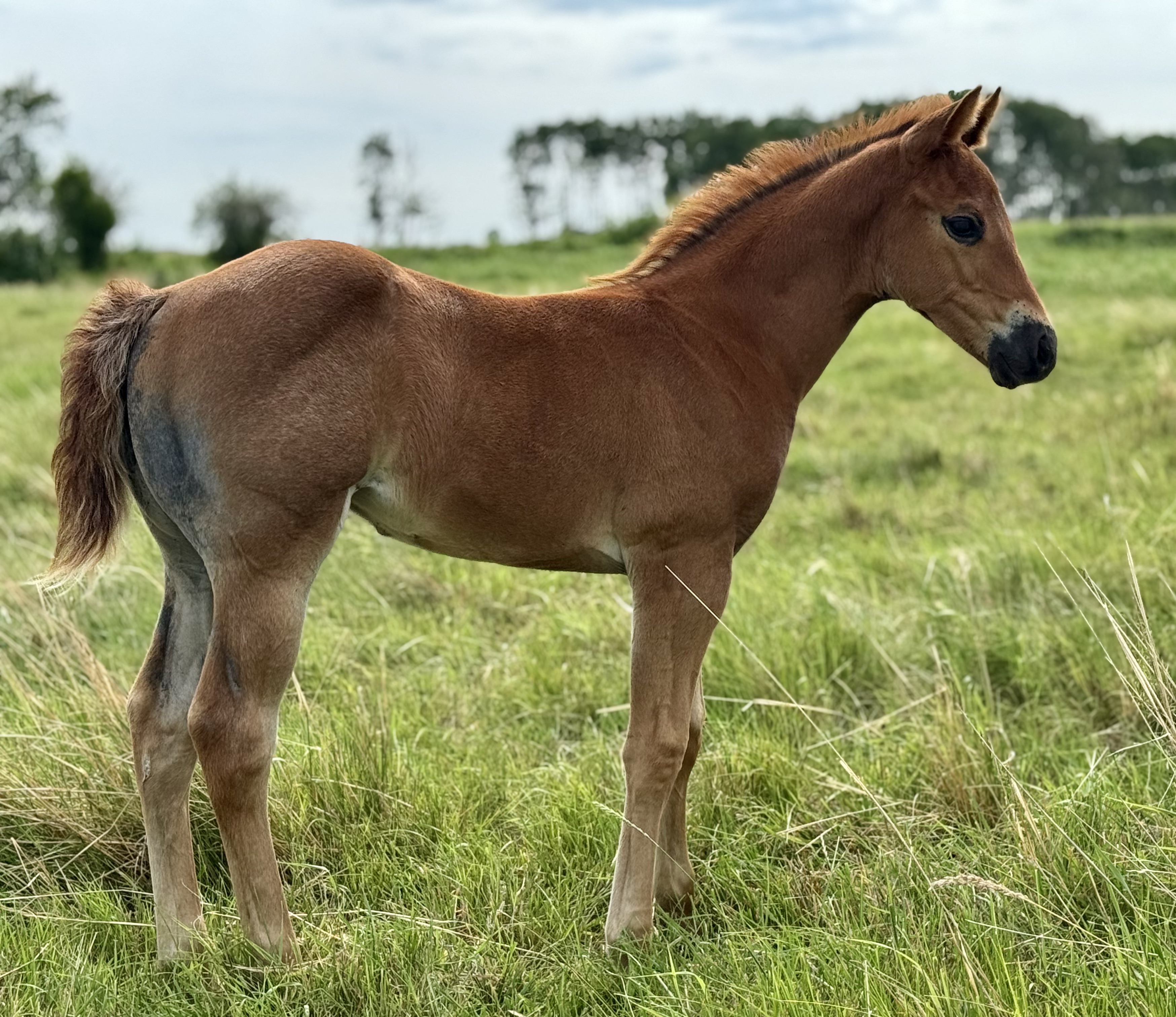 A red road filly out of an Illuminator mare