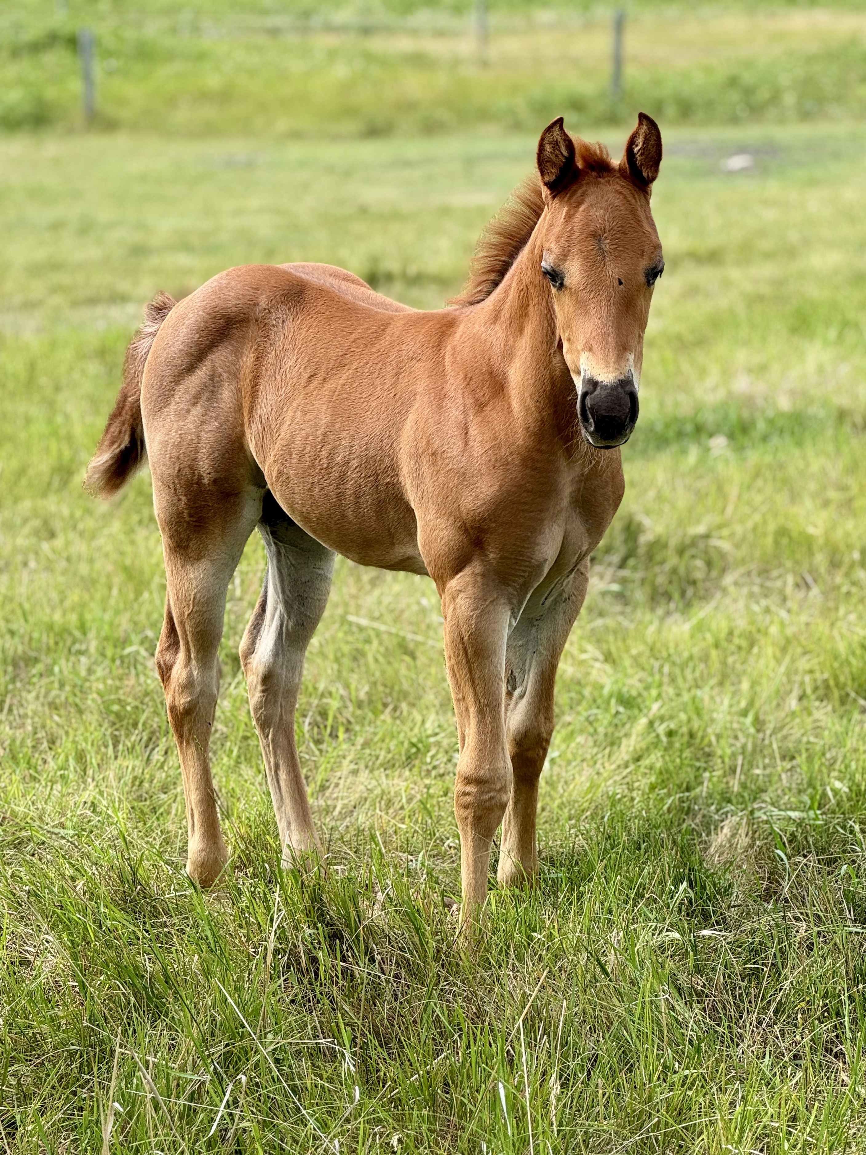 A red road filly out of an Illuminator mare